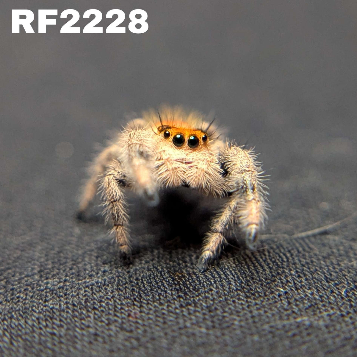 Regal Jumping Spider "Sunblush"