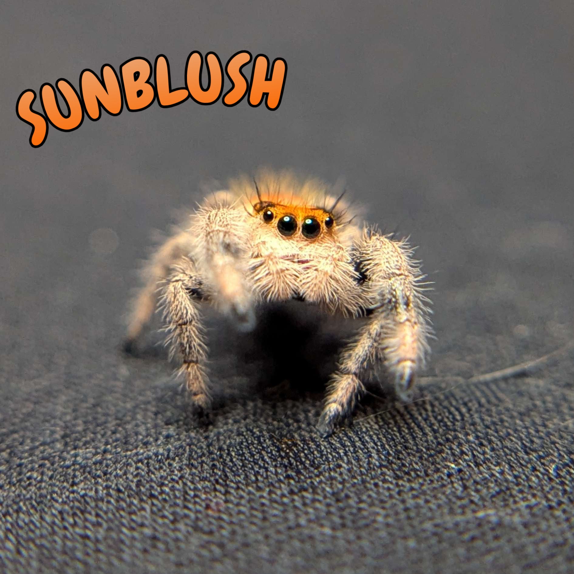Regal Jumping Spider "Sunblush"