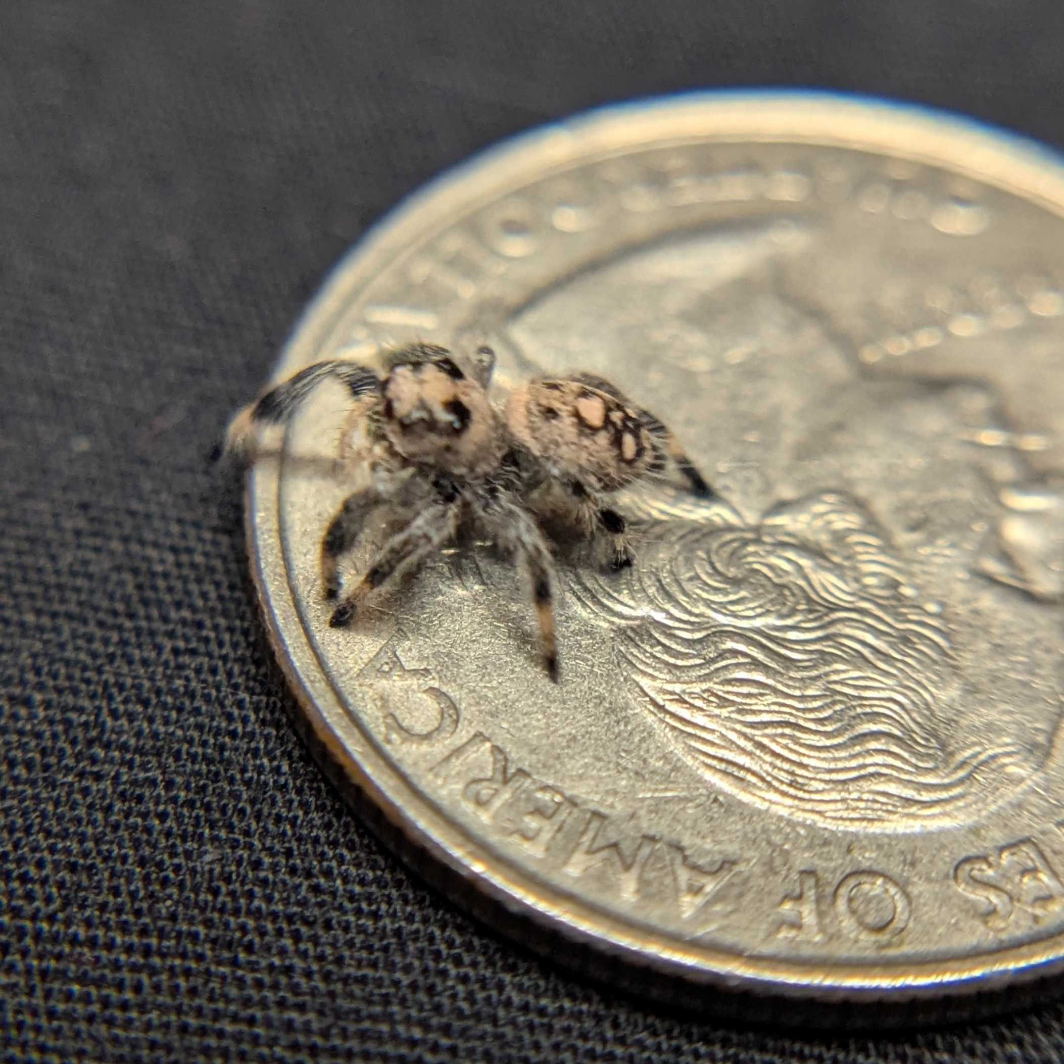Regal Jumping Spider "Muffin"
