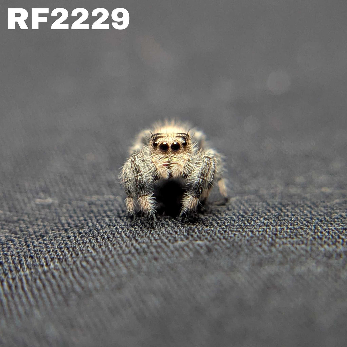 Regal Jumping Spider "Muffin"