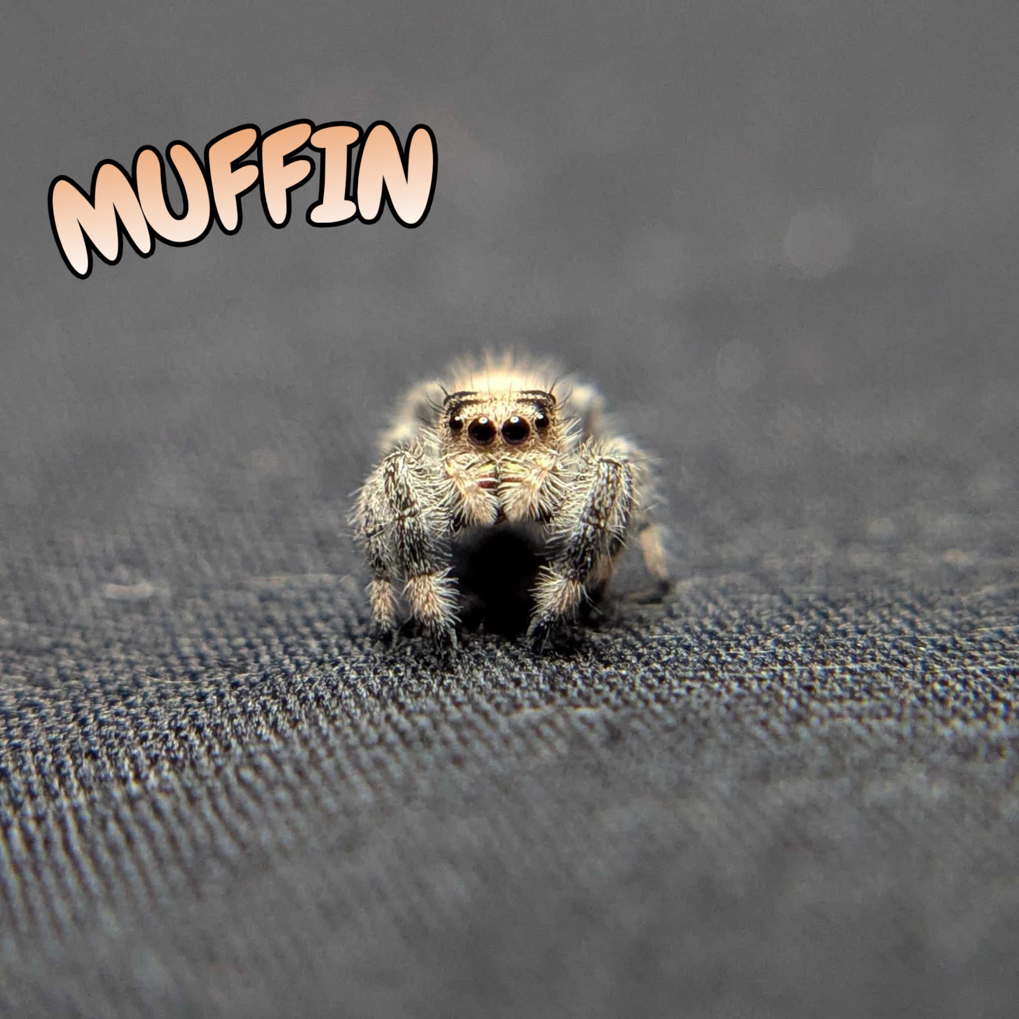 Regal Jumping Spider "Muffin"