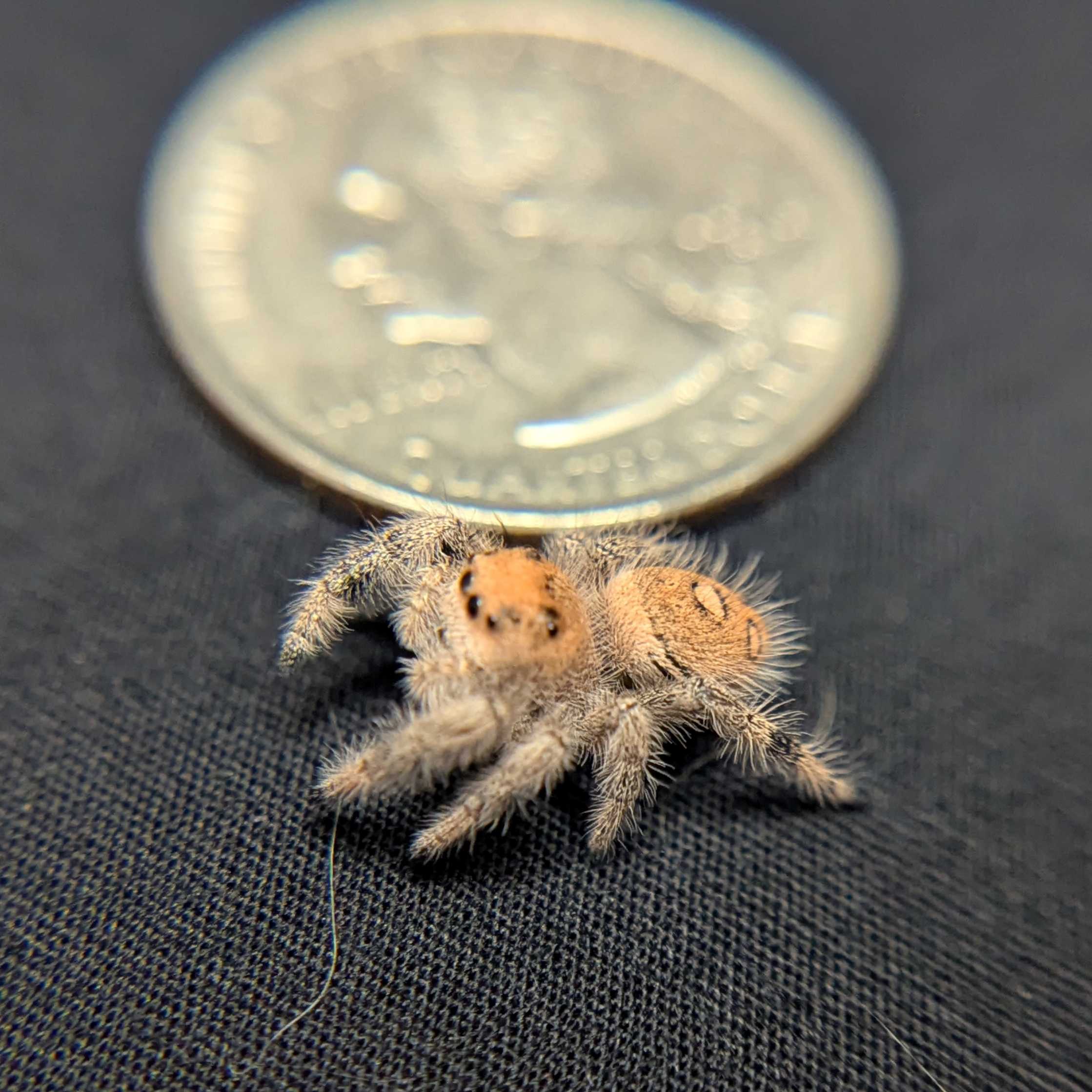 Regal Jumping Spider "Gumdrop"