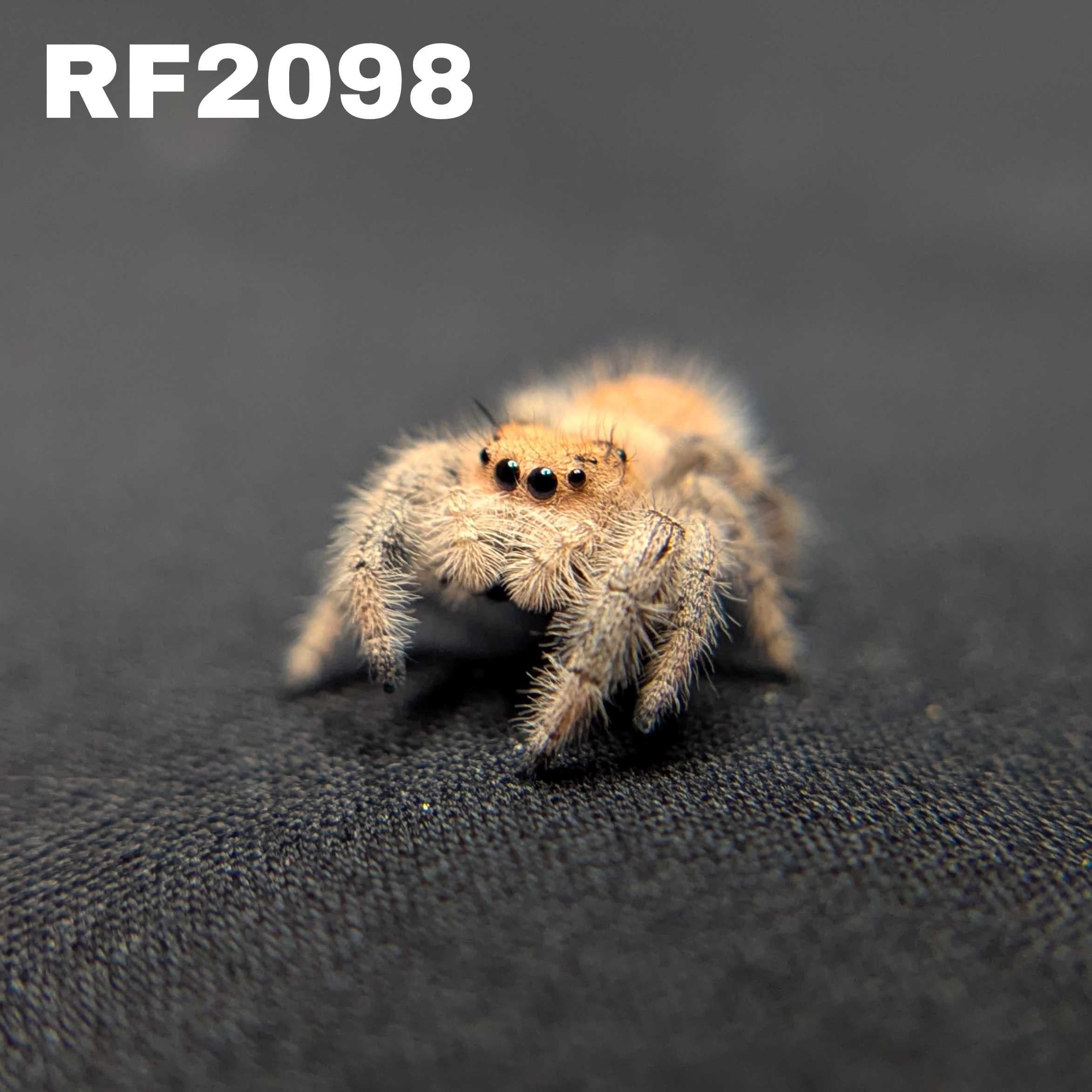 Regal Jumping Spider "Gumdrop"