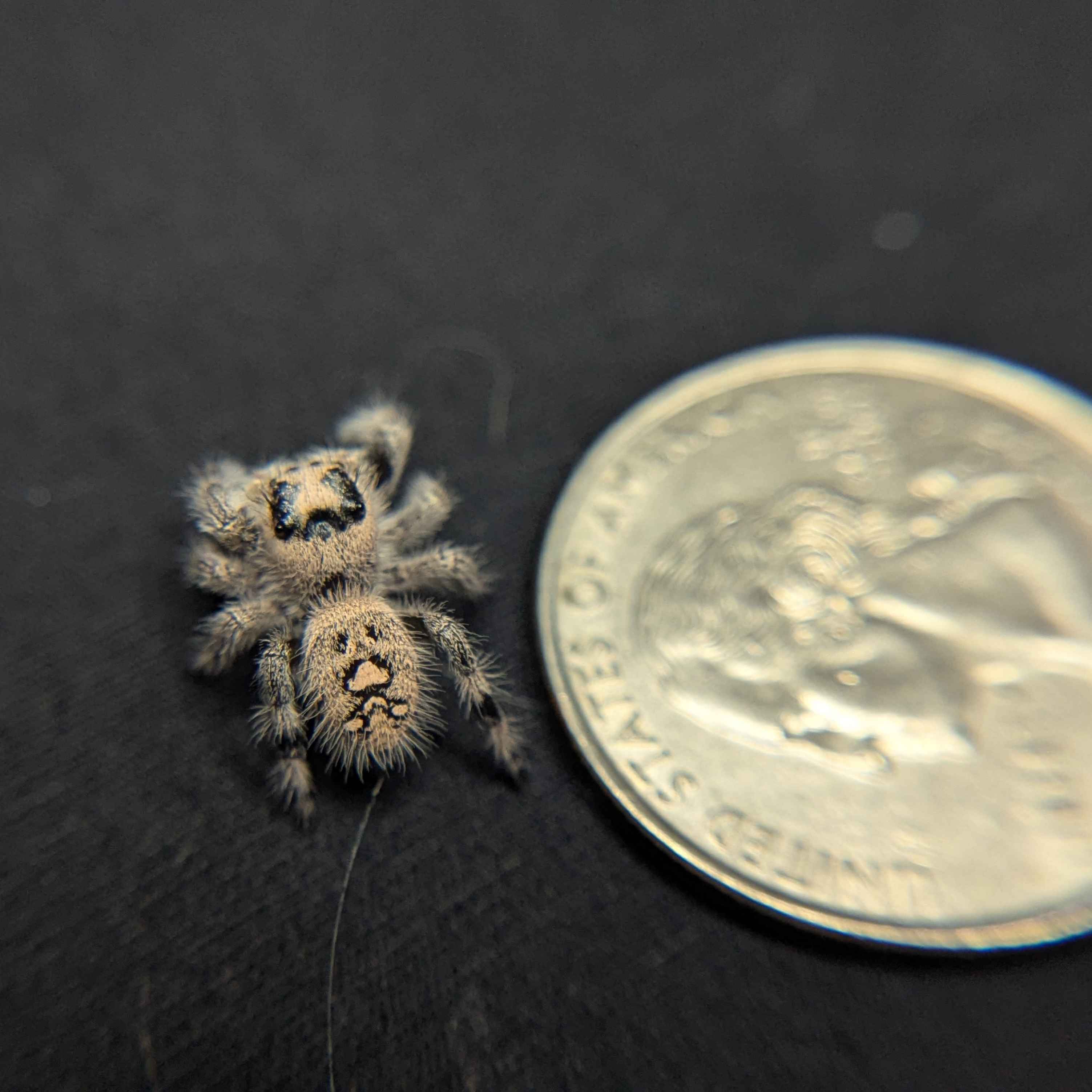 Regal Jumping Spider “Melon”