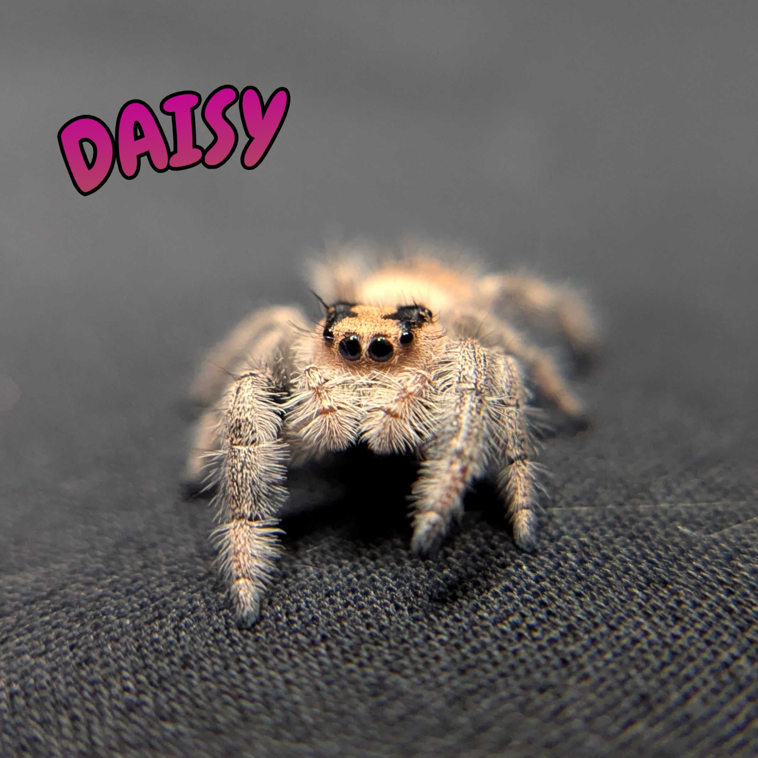 Regal Jumping Spider "Daisy"