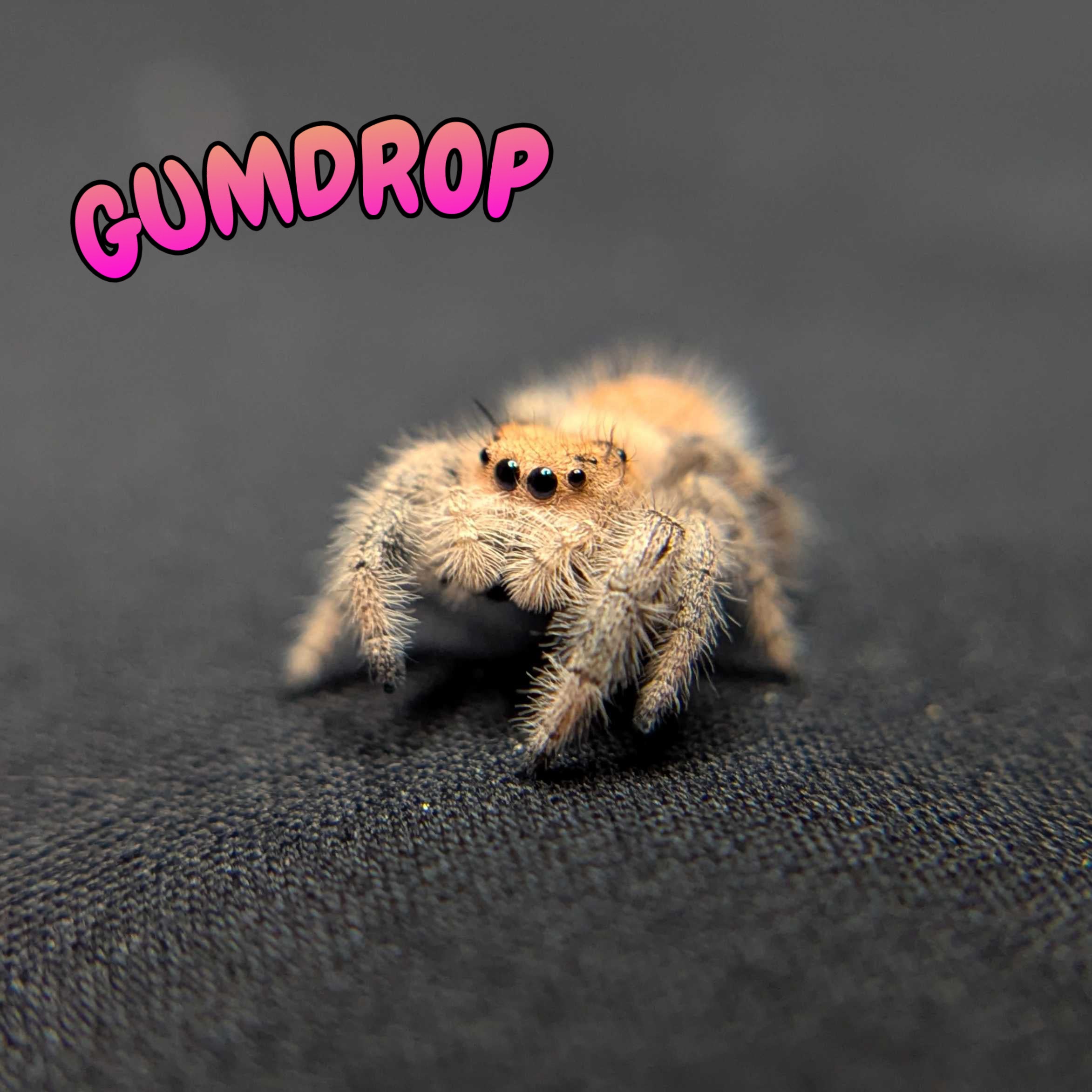 Regal Jumping Spider "Gumdrop"