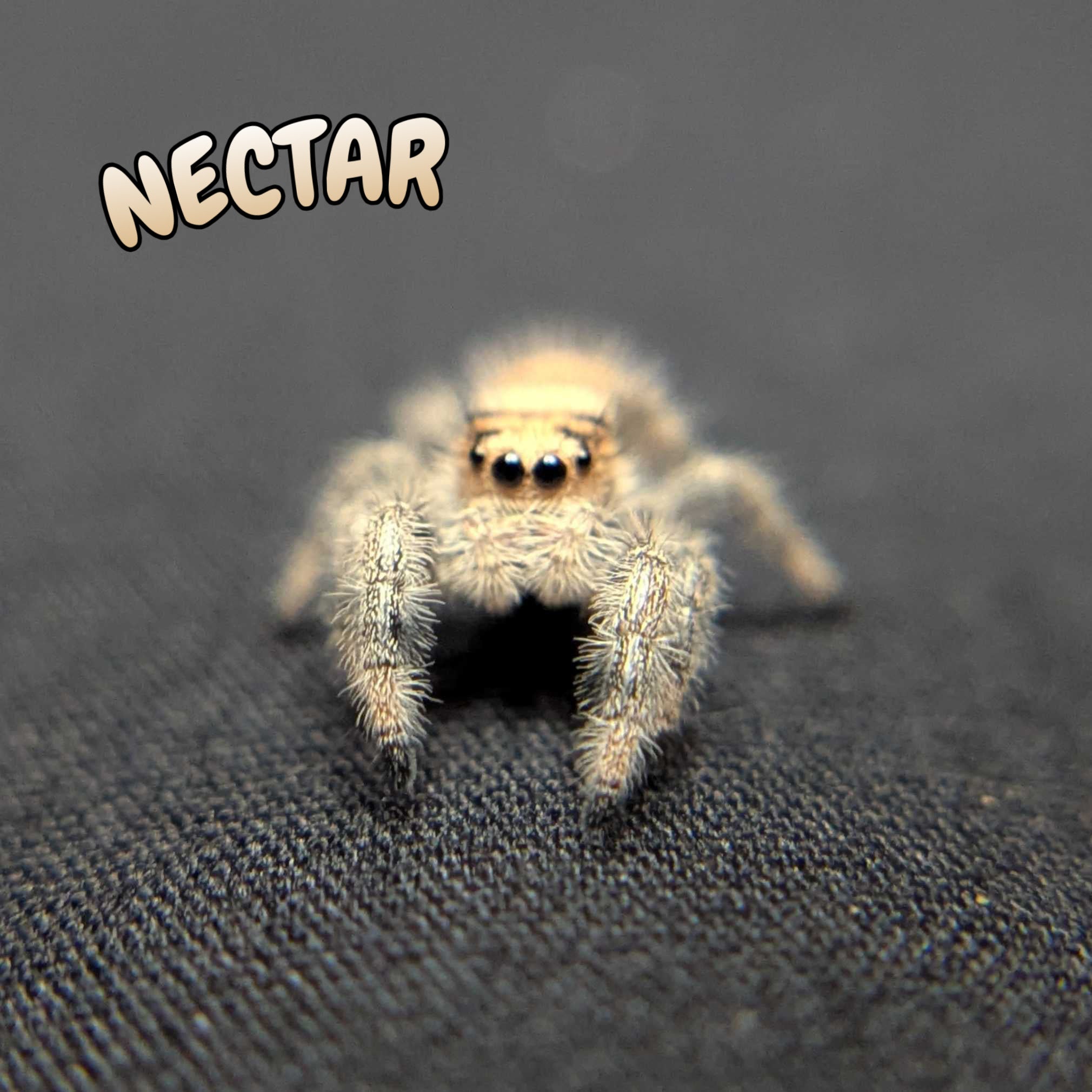 Regal Jumping Spider “Nectar”