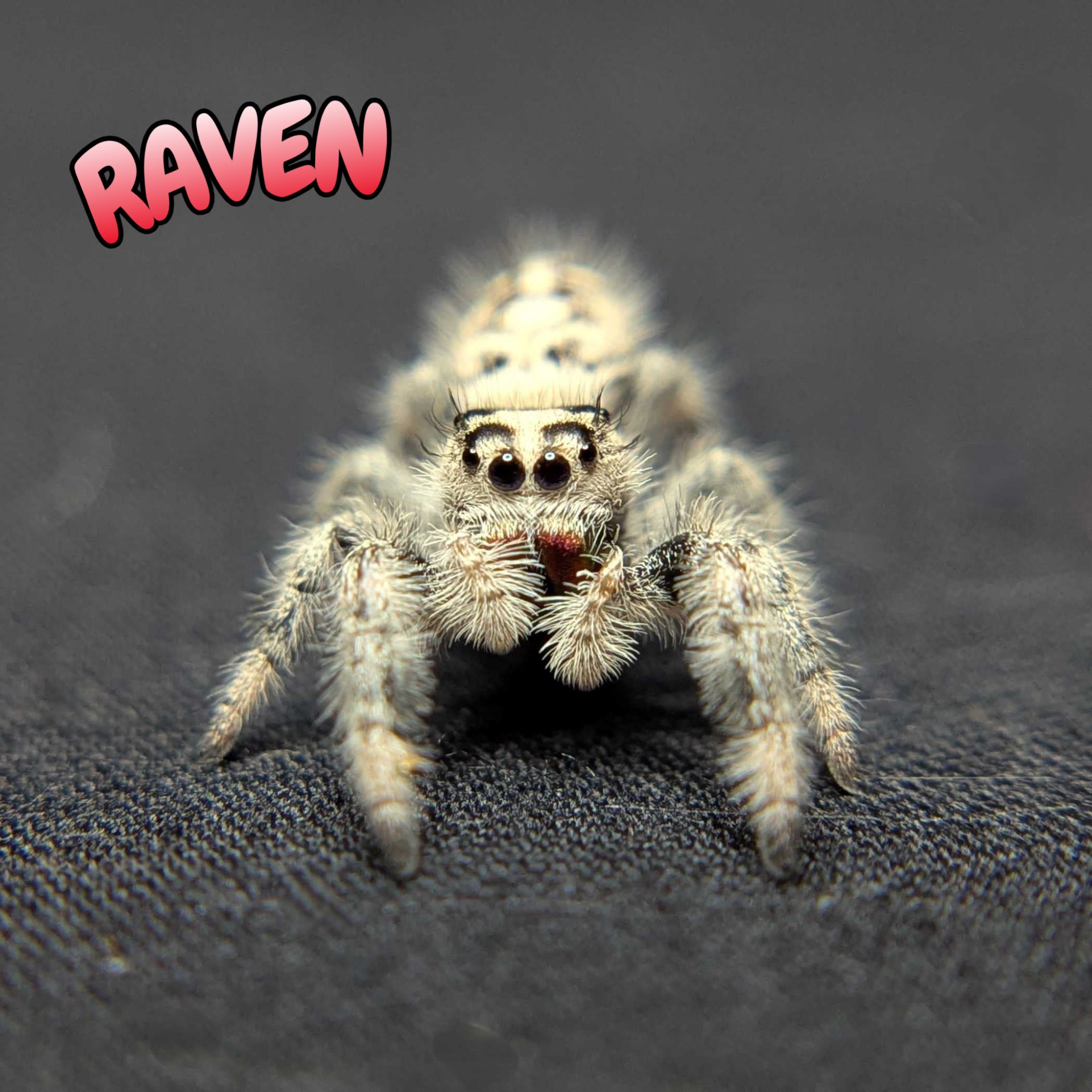 Regal Jumping Spider "Raven"
