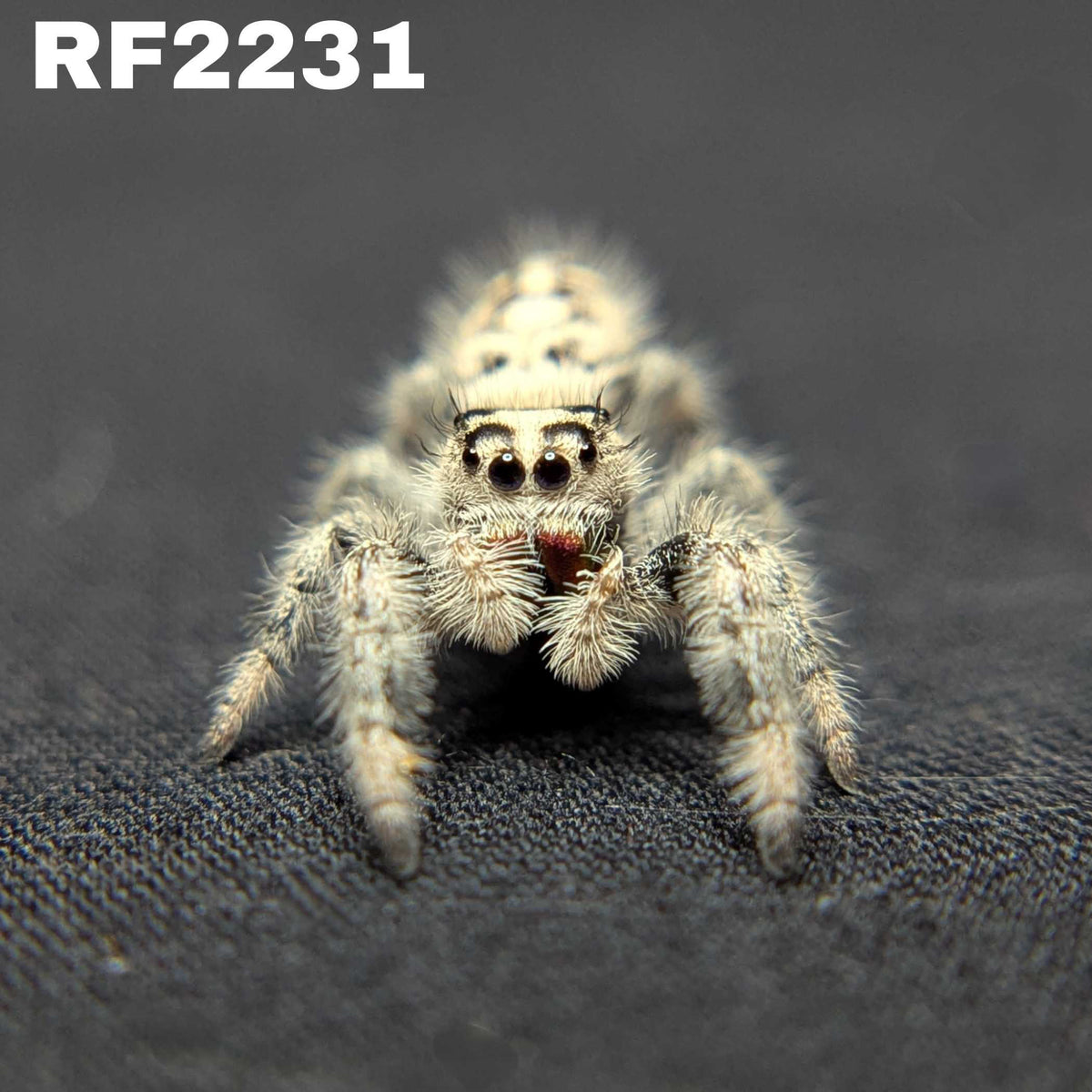 Regal Jumping Spider "Raven"