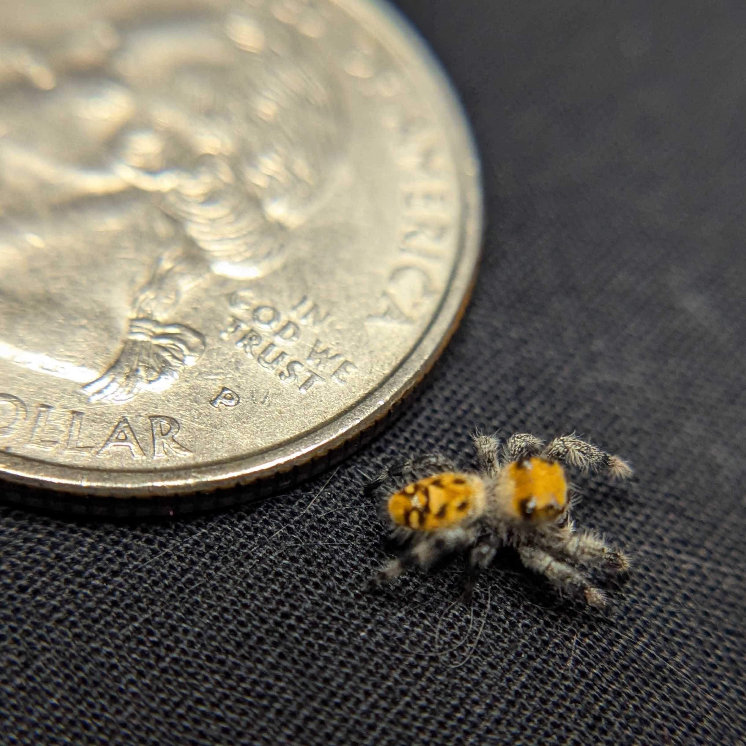 Regal Jumping Spider “Fury”
