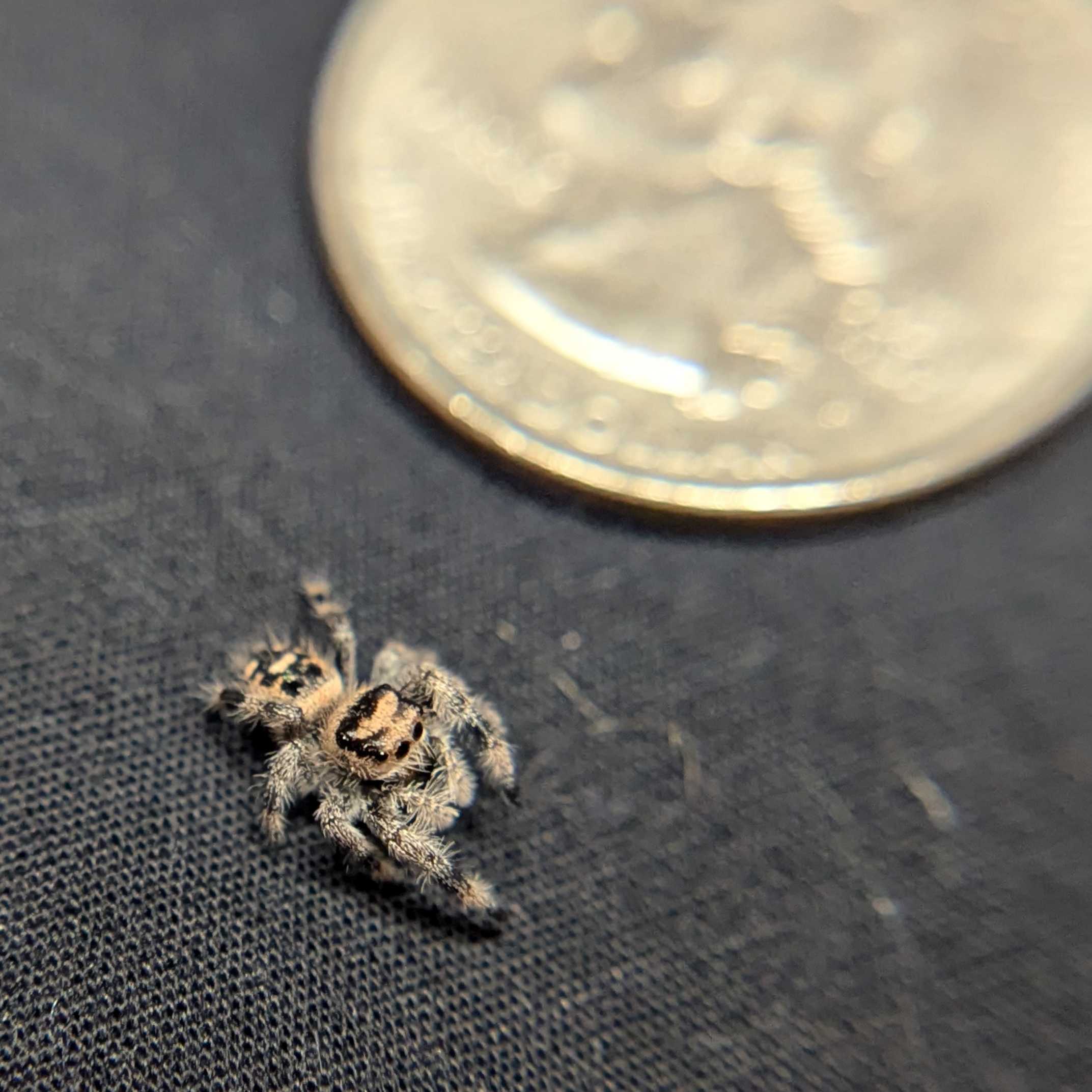 Regal Jumping Spider "Cinnamon"