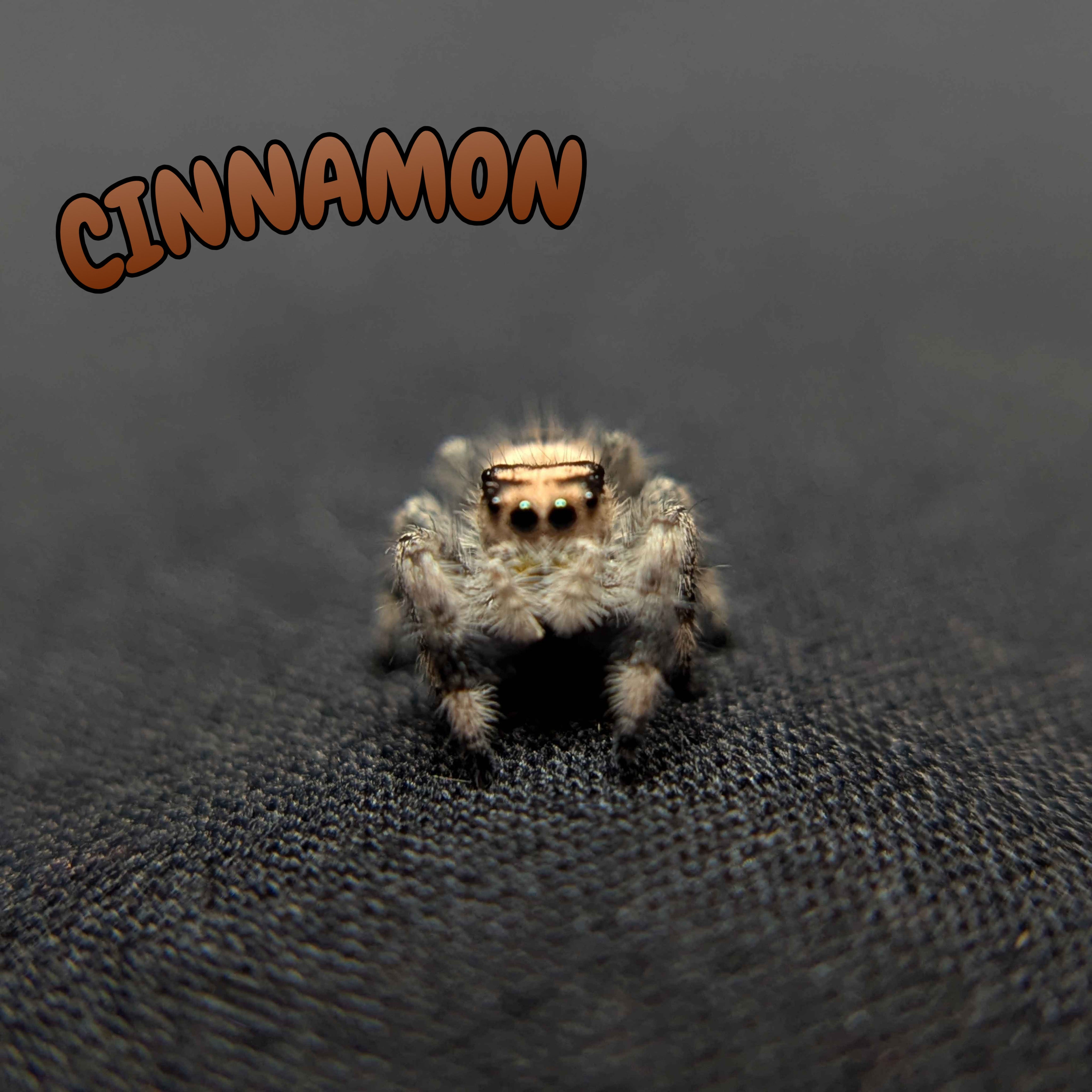 Regal Jumping Spider "Cinnamon"