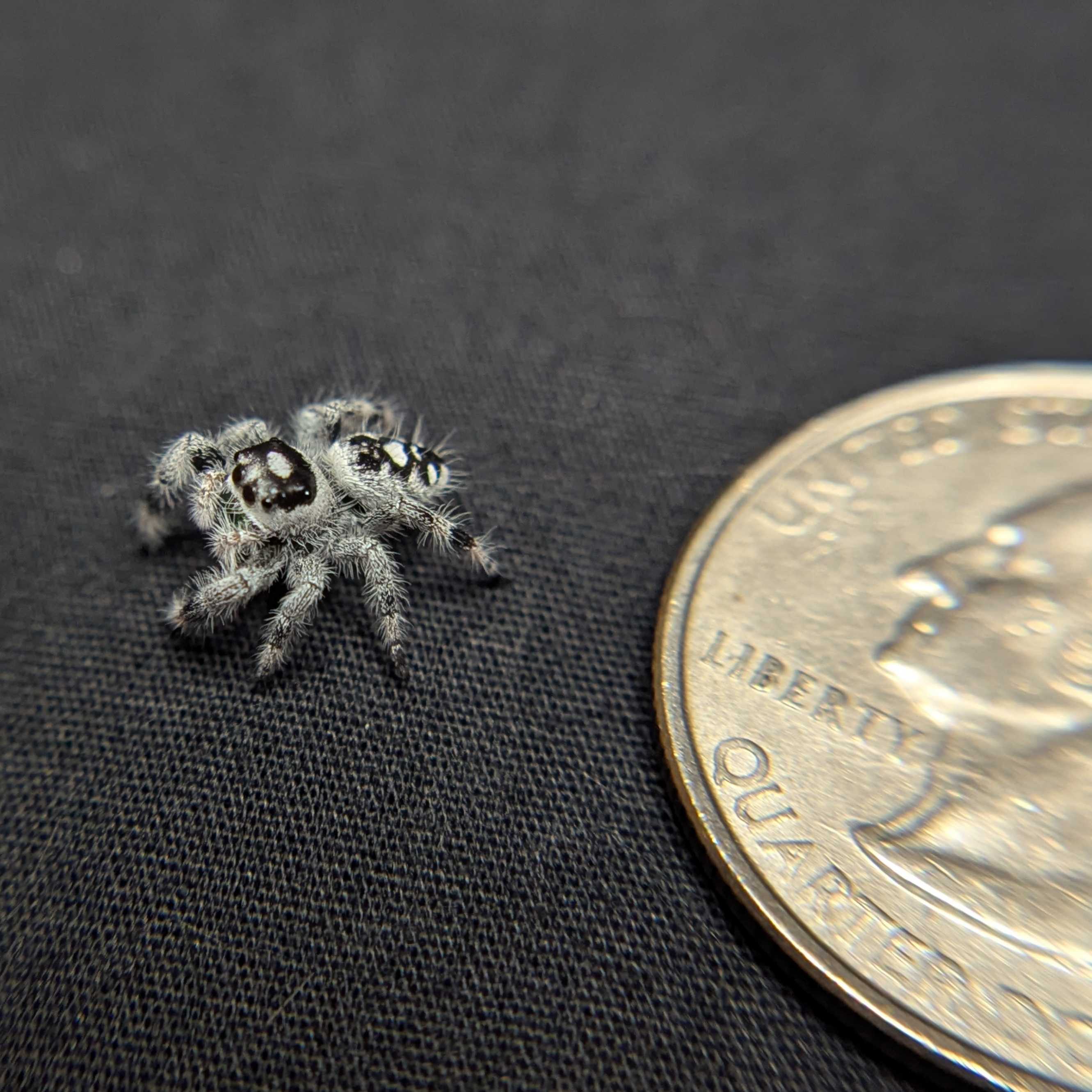 Regal Jumping Spider "Apple" (High White)