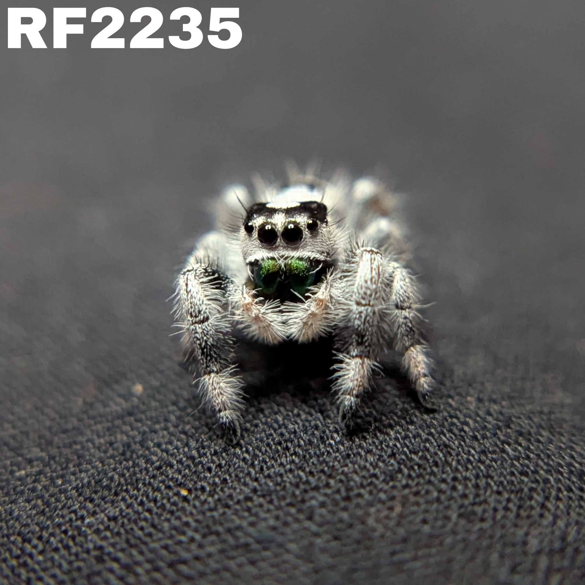 Regal Jumping Spider "Apple" (High White)