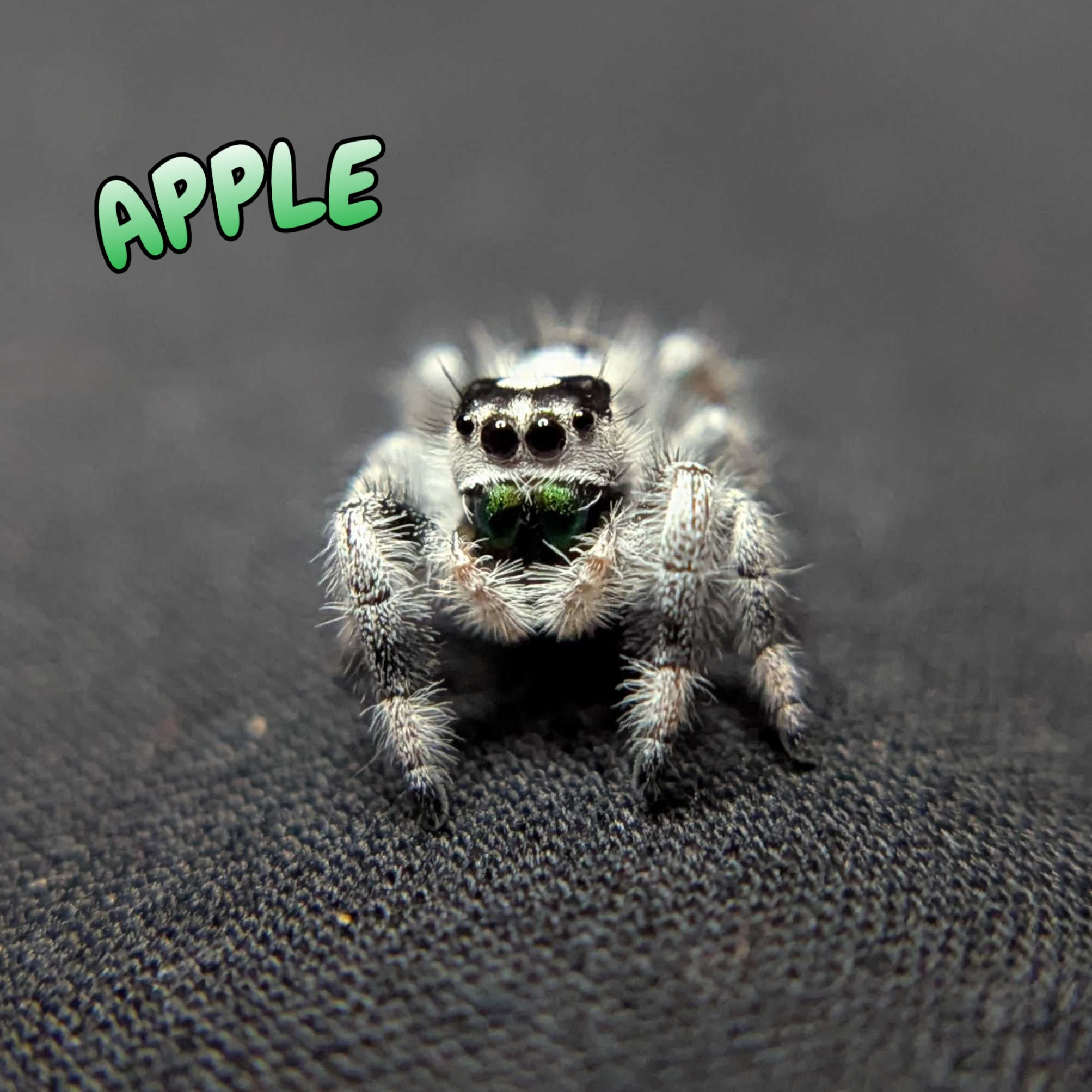 Regal Jumping Spider "Apple" (High White)