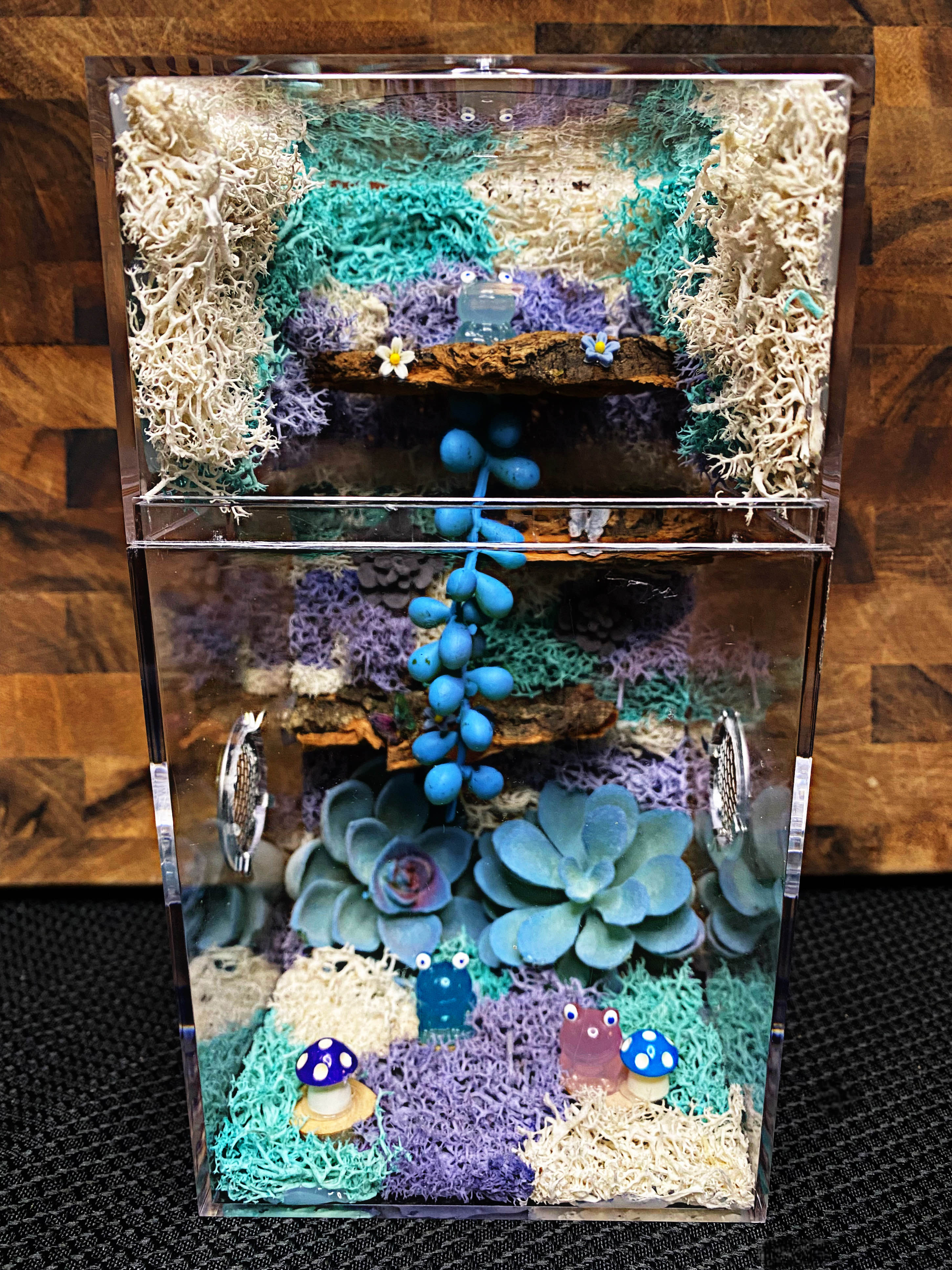 Custom Jumping Spider Enclosure