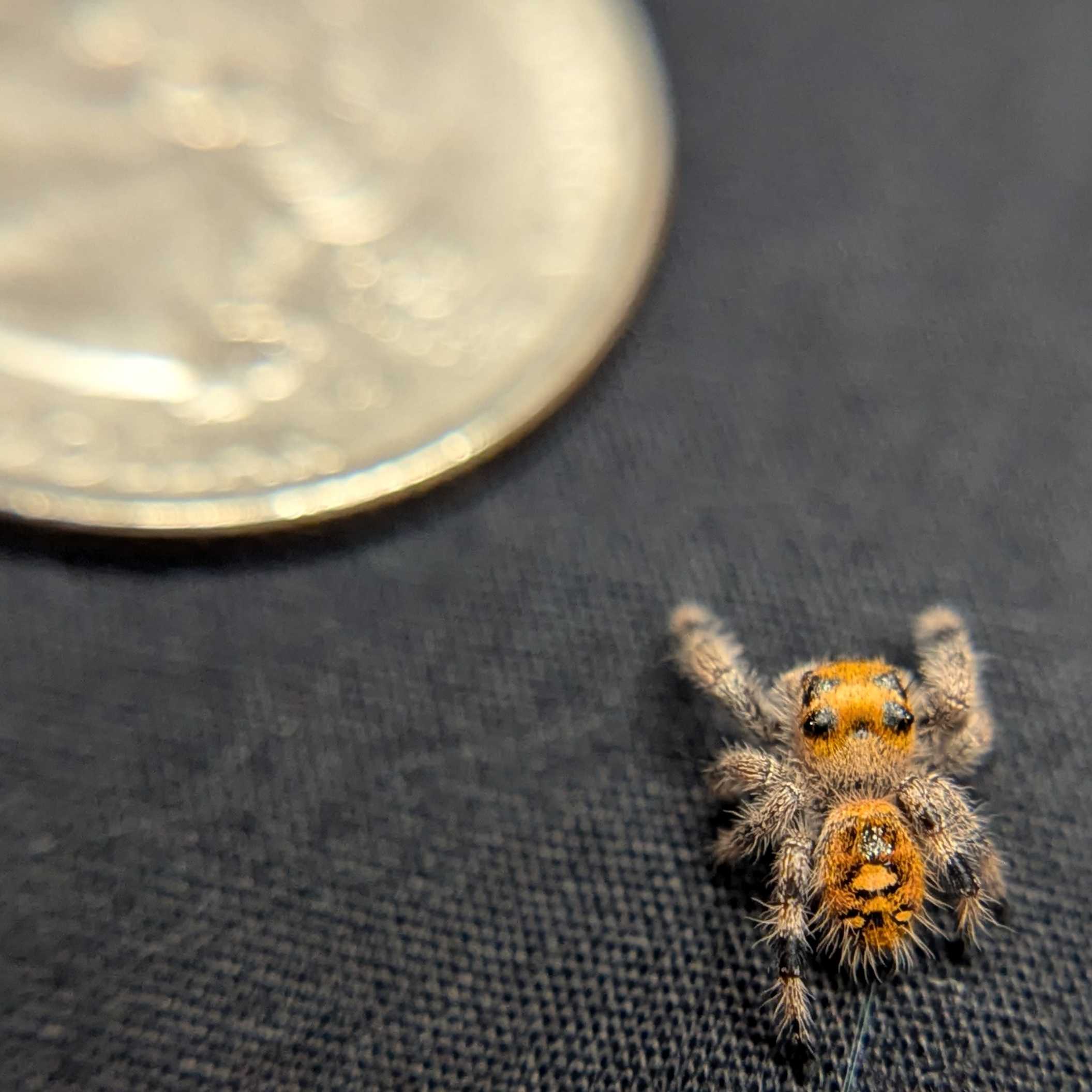 Regal Jumping Spider "Autumn"