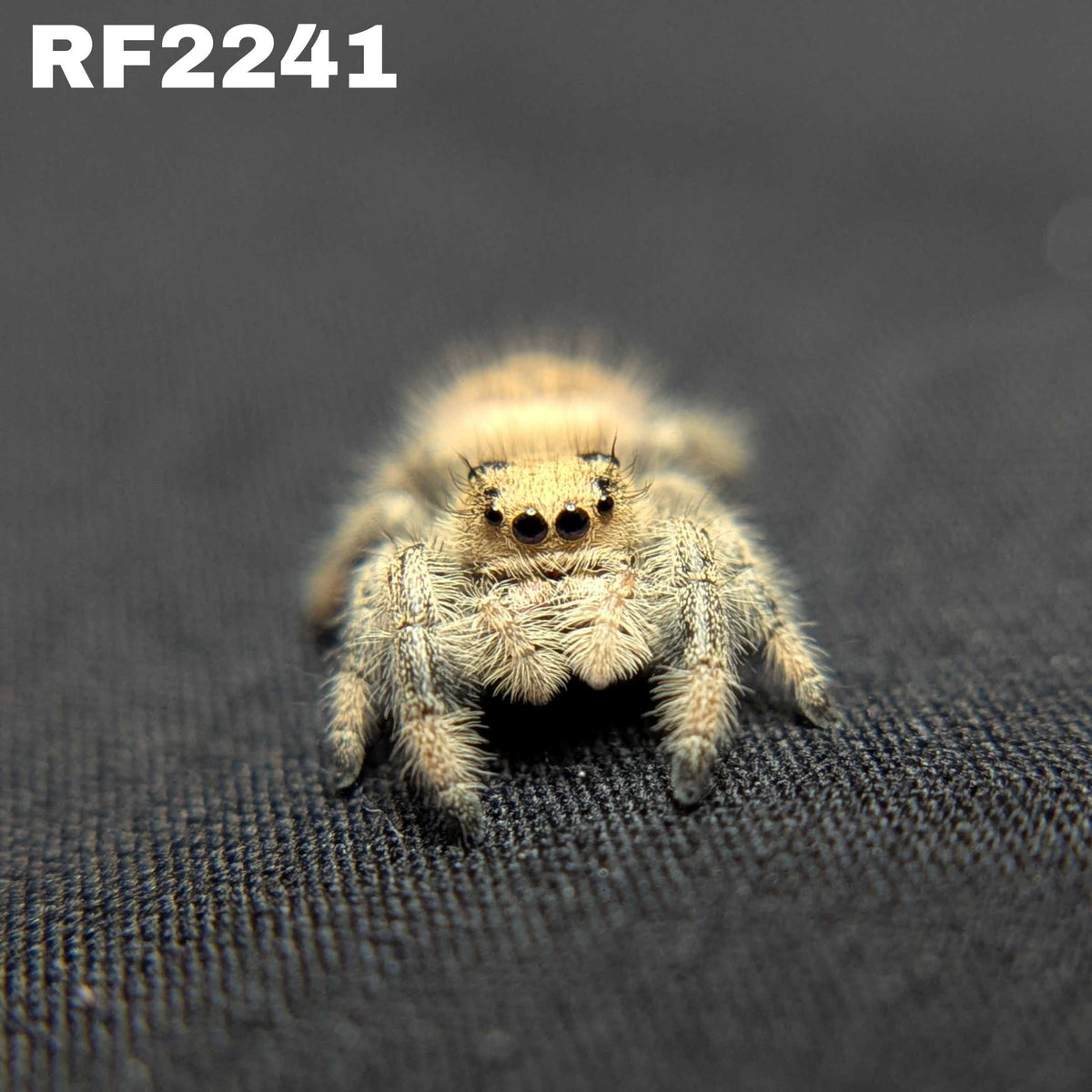Regal Jumping Spider "Crystal”