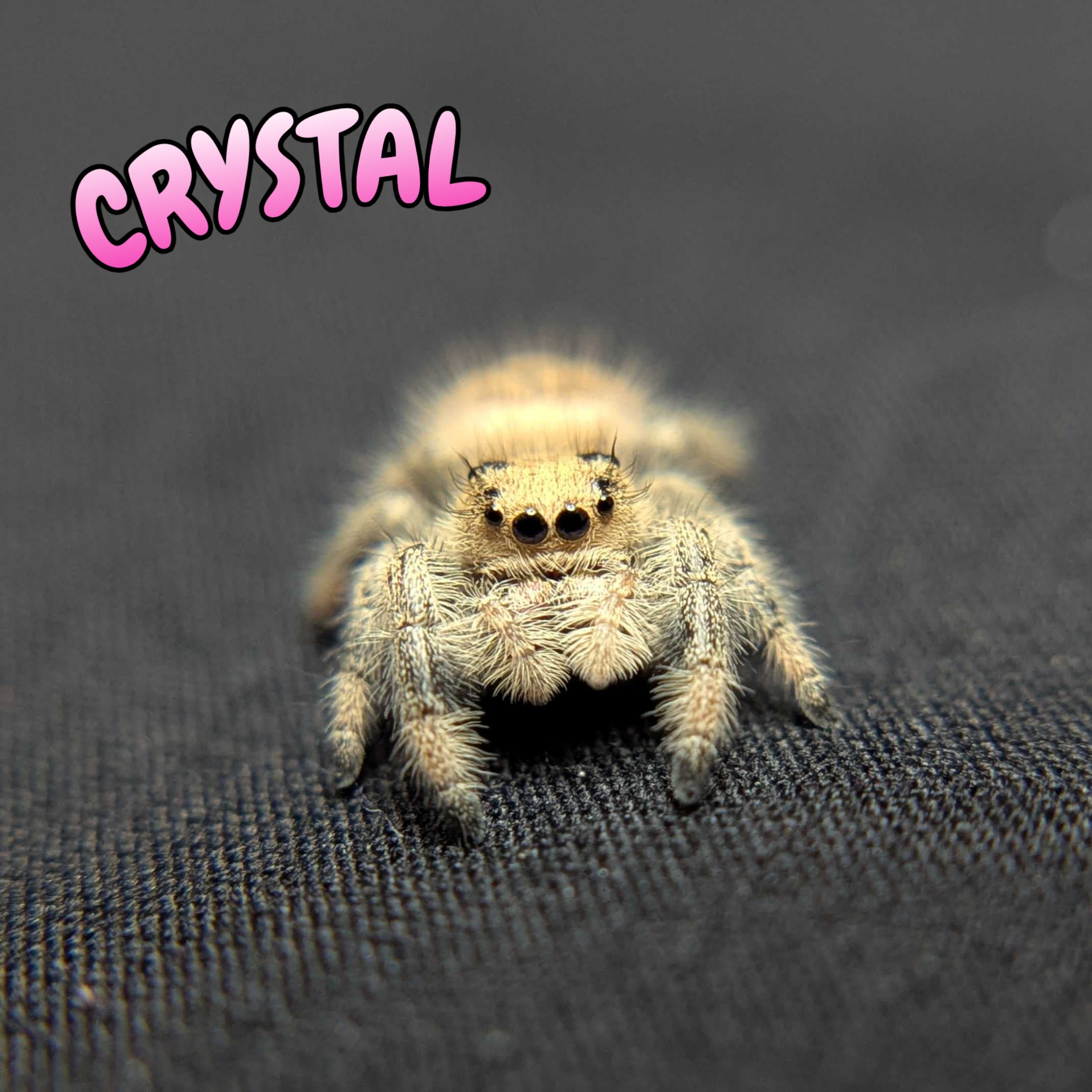 Regal Jumping Spider "Crystal”