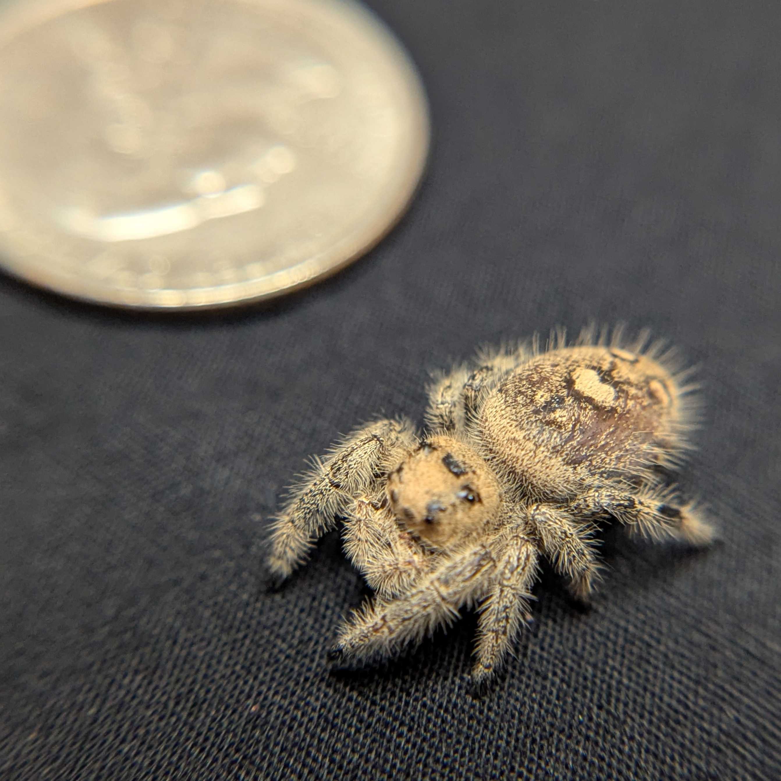 Regal Jumping Spider "Powder"