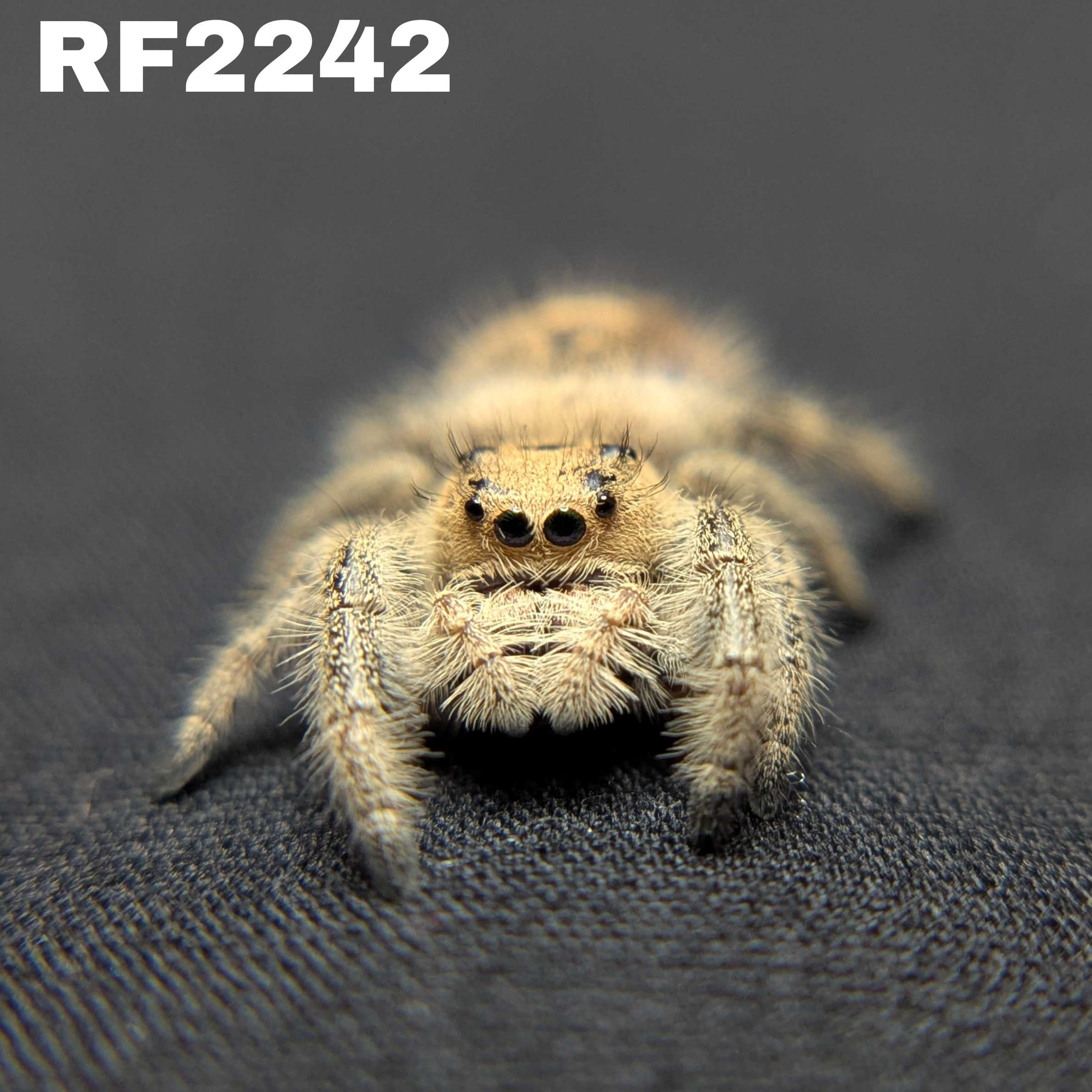Regal Jumping Spider "Powder"