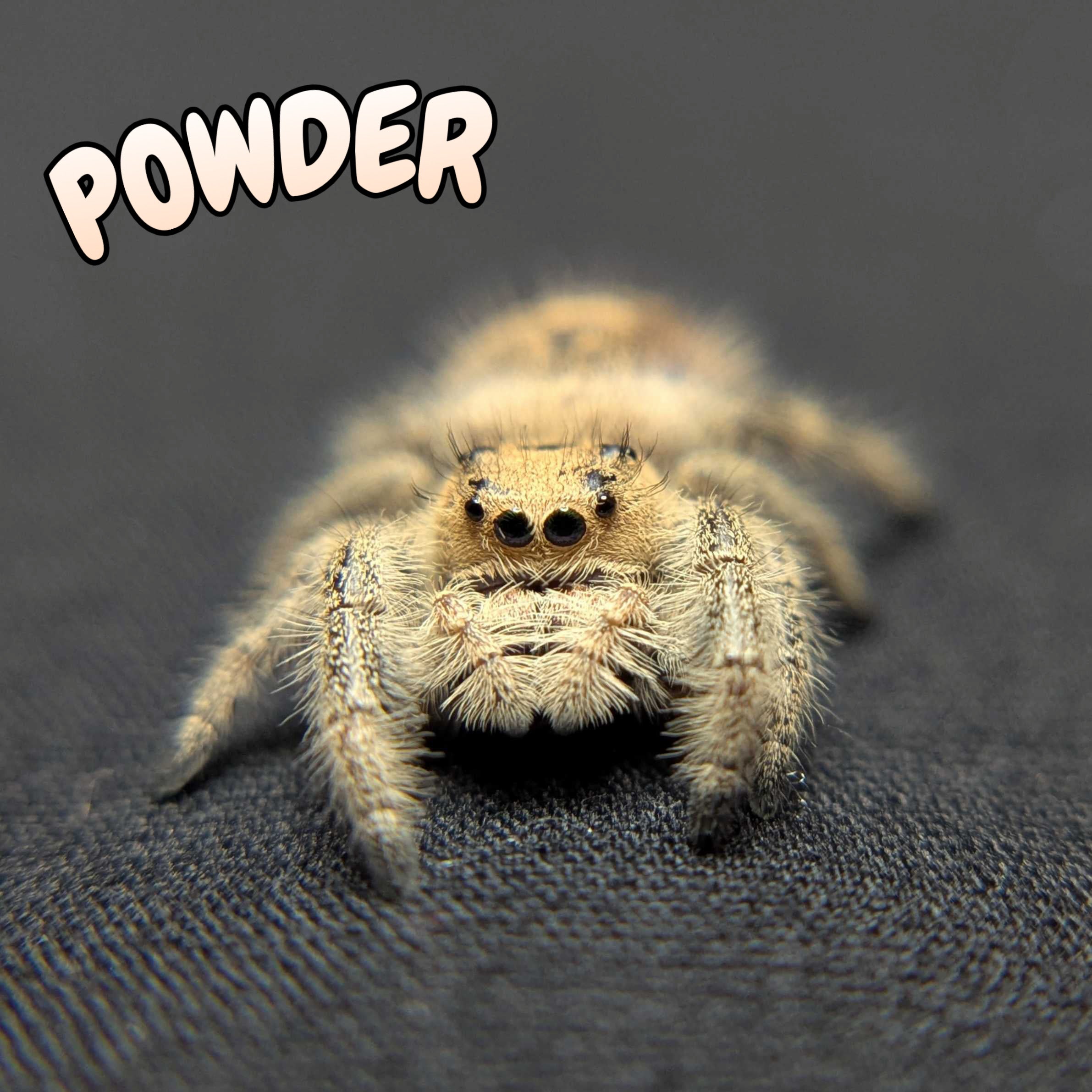 Regal Jumping Spider "Powder"
