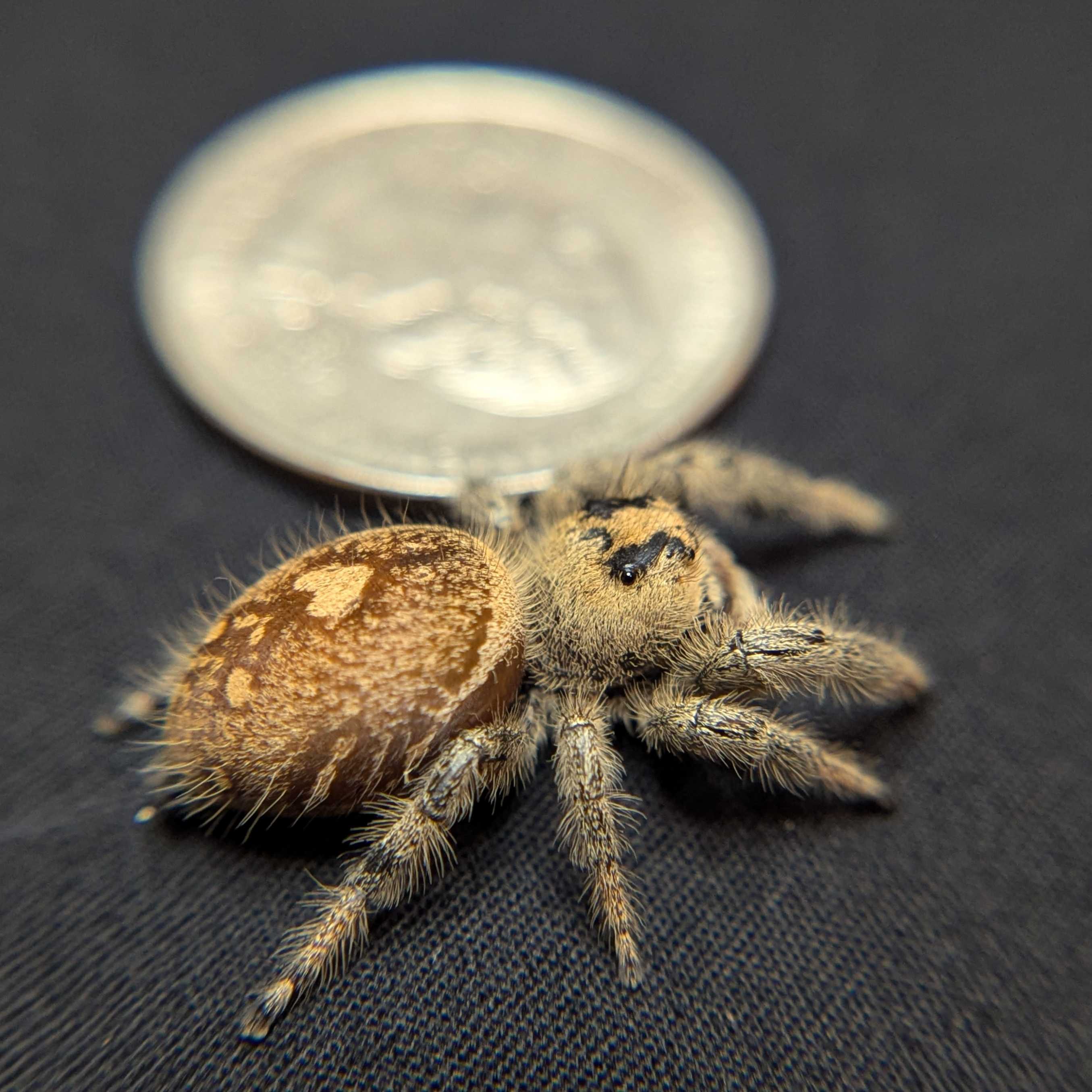 Regal Jumping Spider “OG Kush”