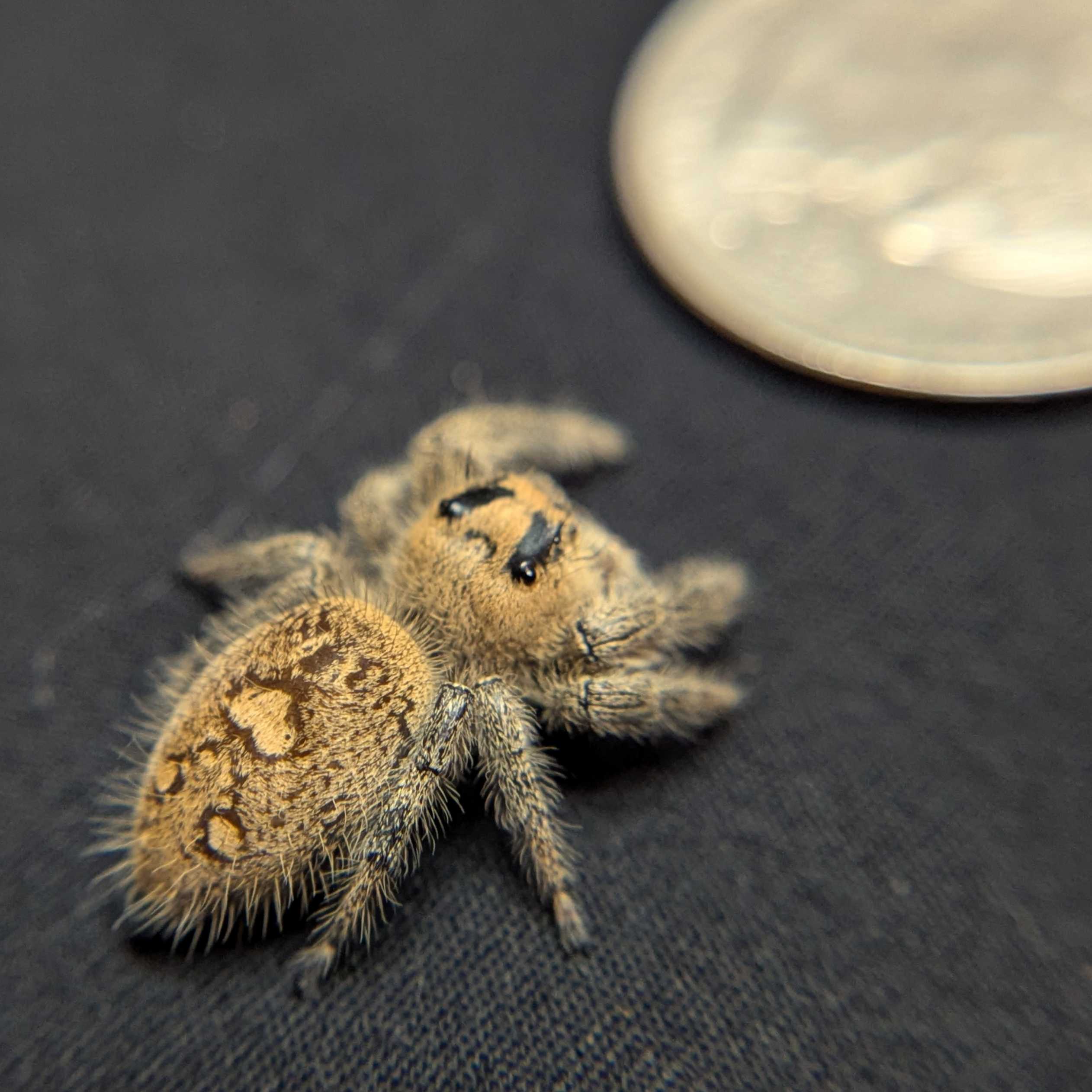 Regal Jumping Spider "Guacamole"