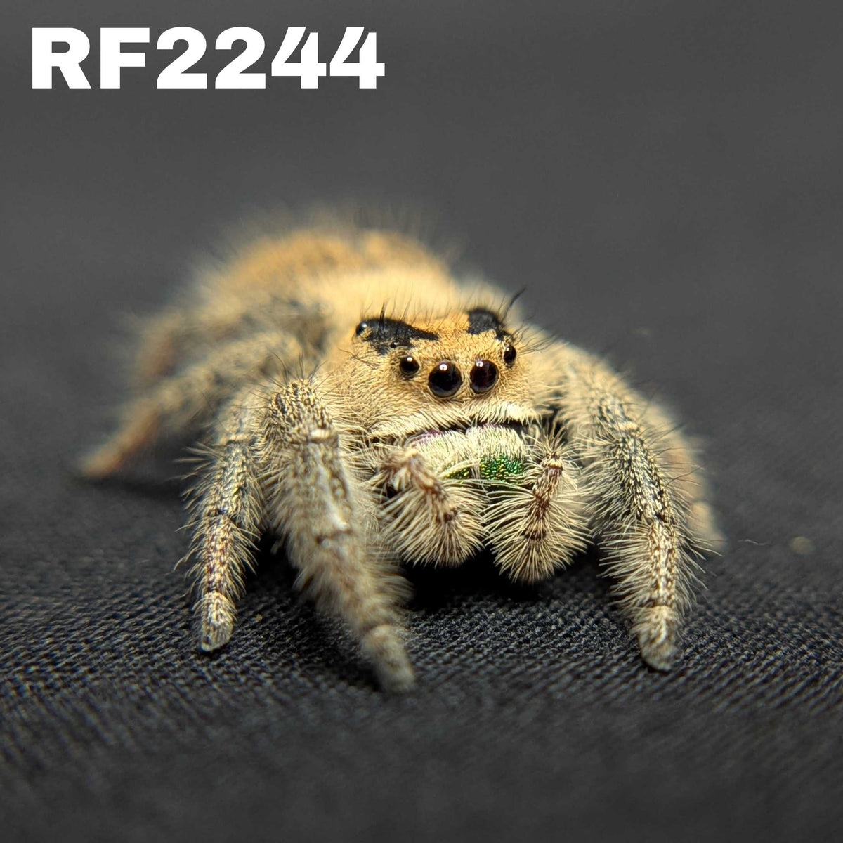 Regal Jumping Spider "Guacamole"