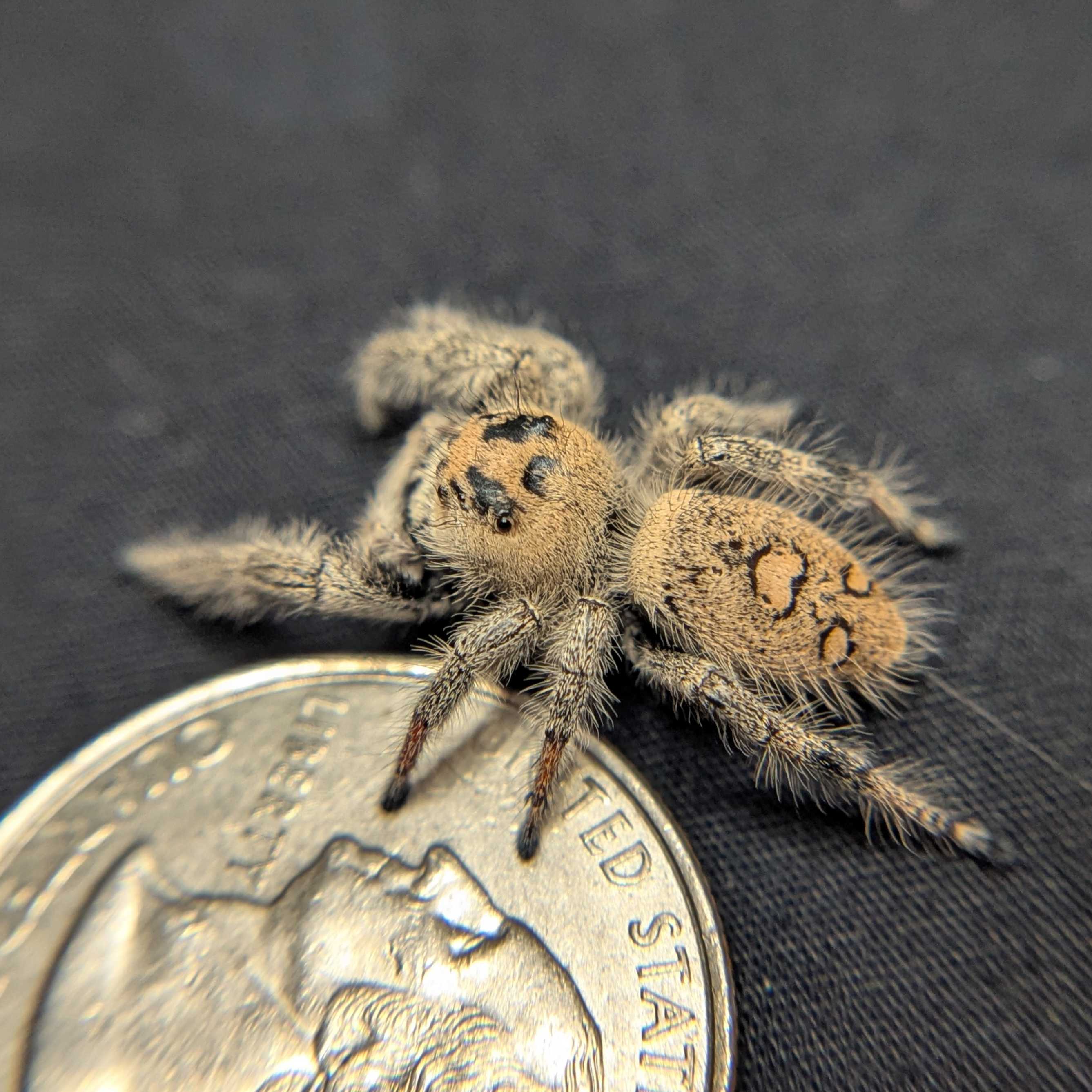 Regal Jumping Spider "Kelp"