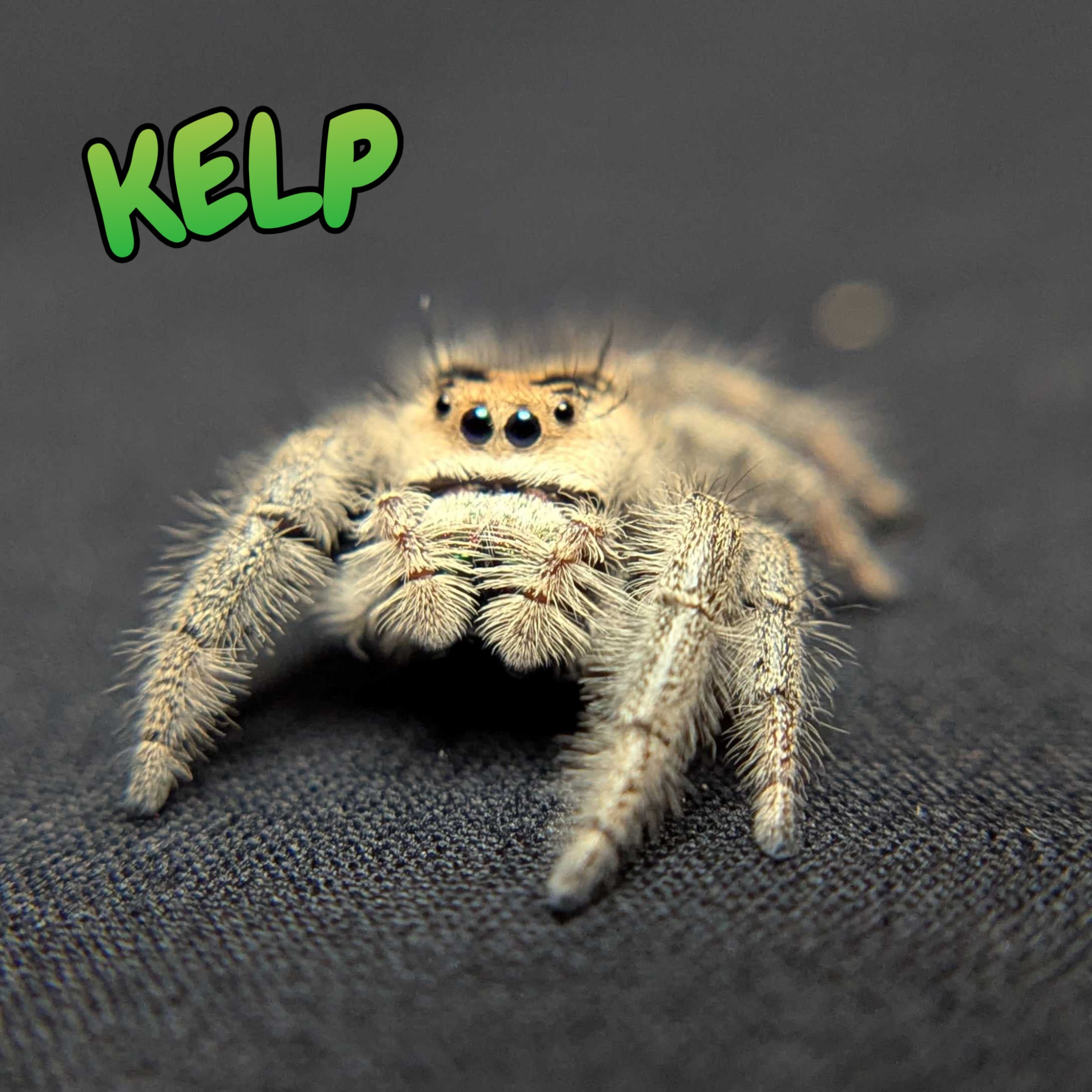 Regal Jumping Spider "Kelp"
