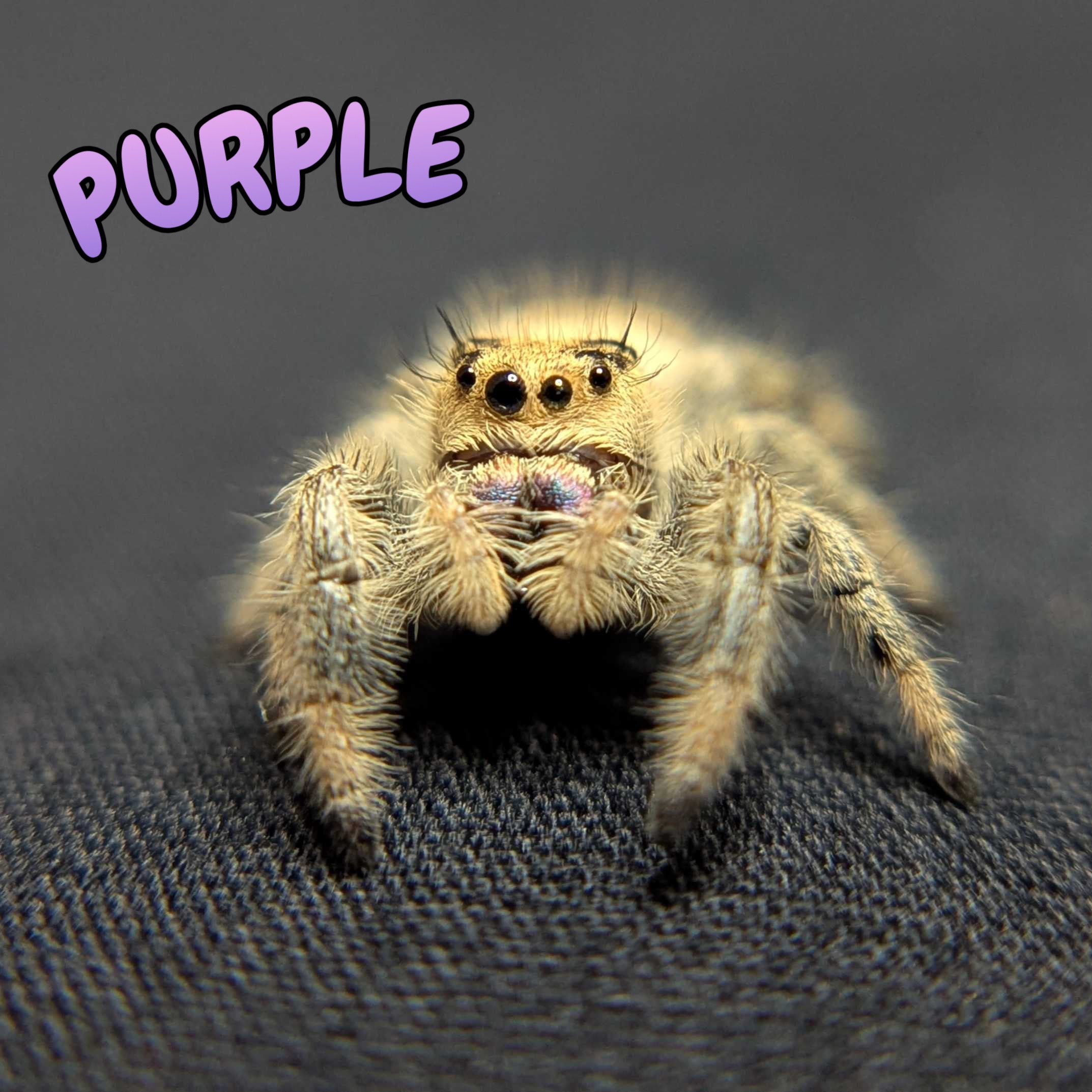 Regal Jumping Spider “Purple”