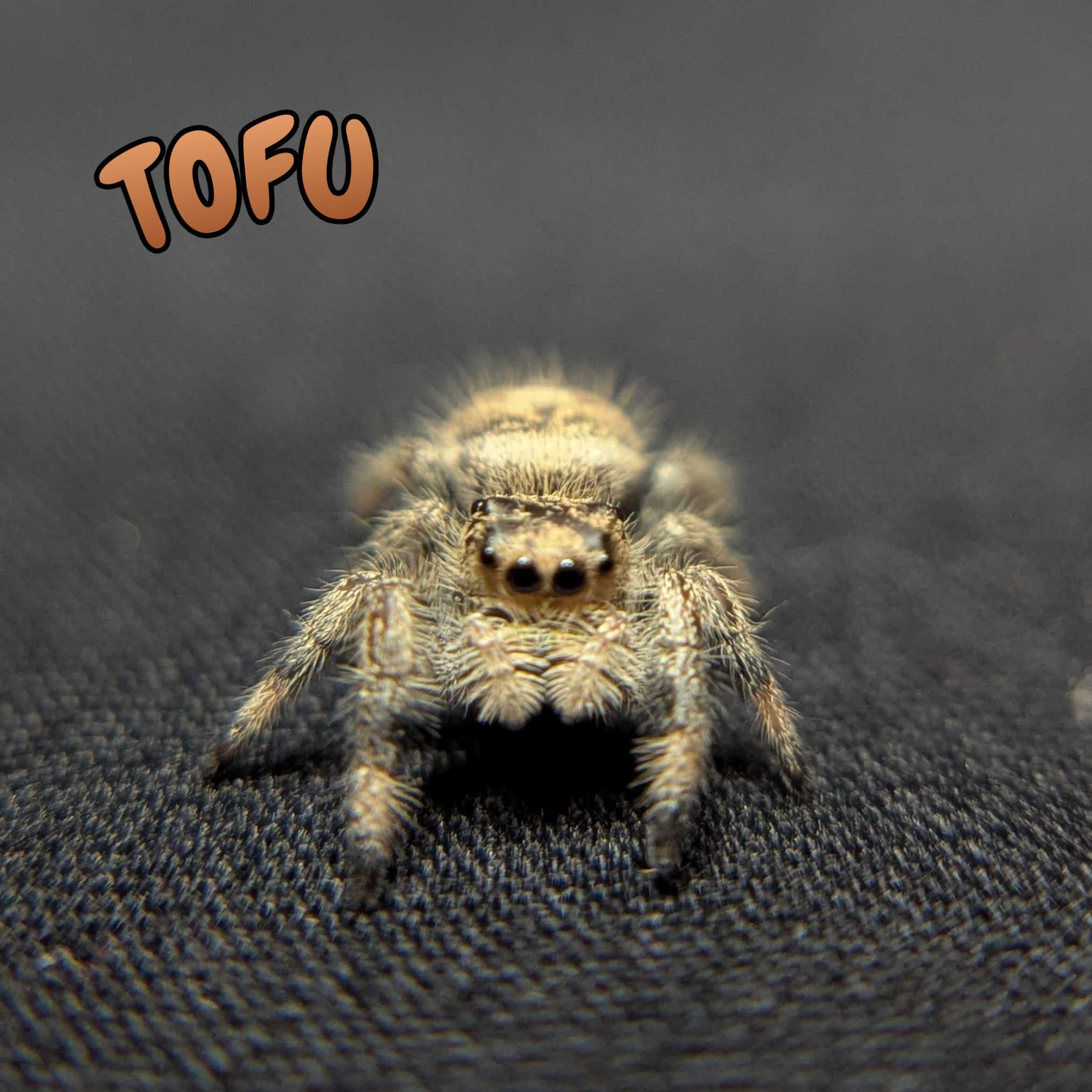 Regal Jumping Spider "Tofu"
