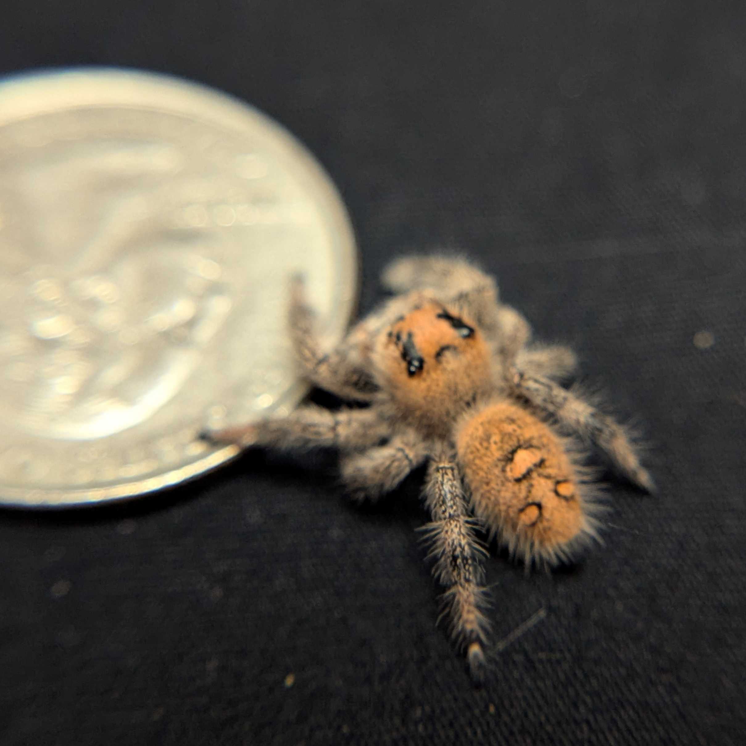 Regal Jumping Spider "Sugar"
