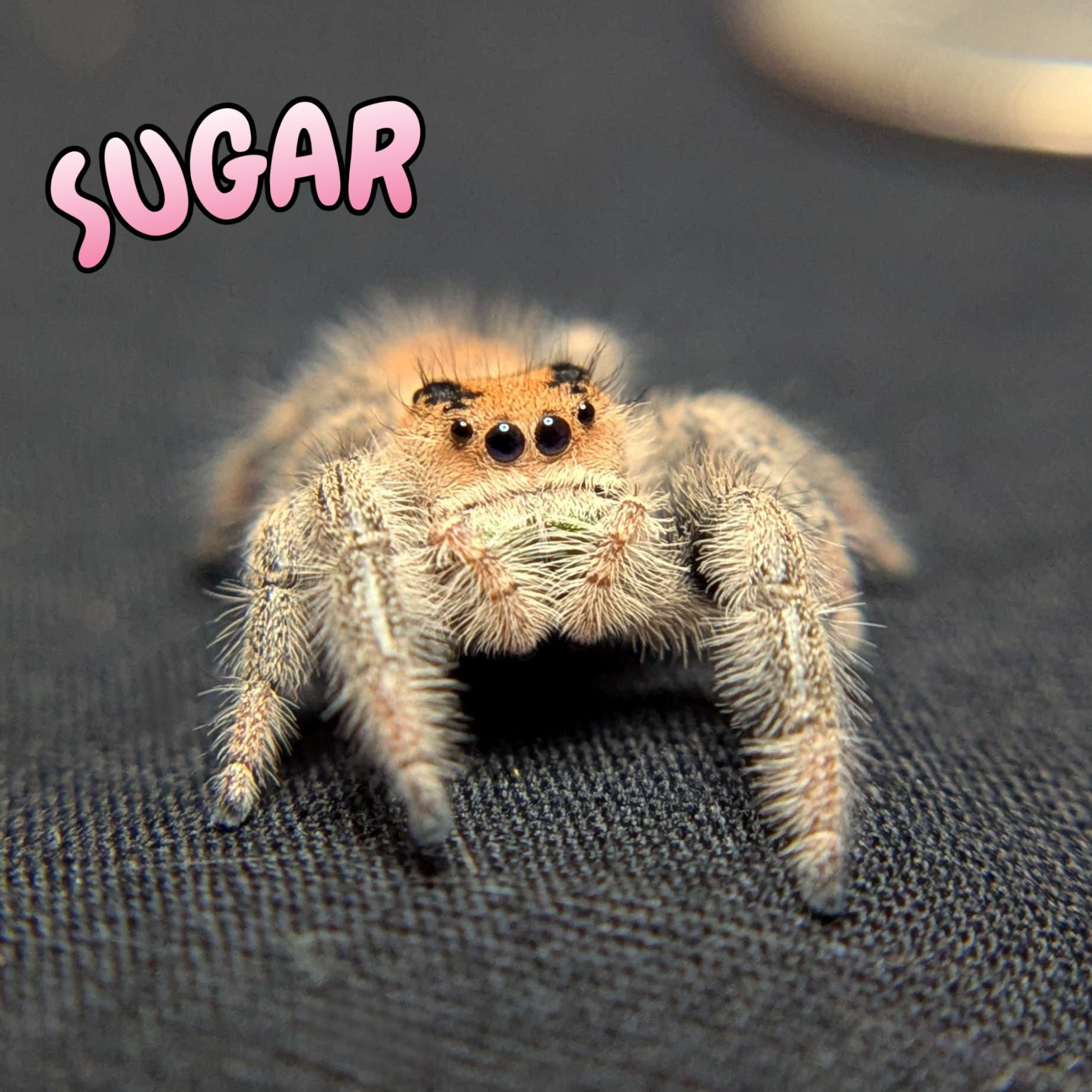 Regal Jumping Spider "Sugar"