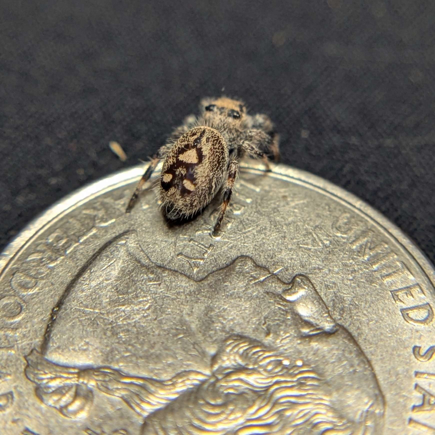 Regal Jumping Spider "Pastry"