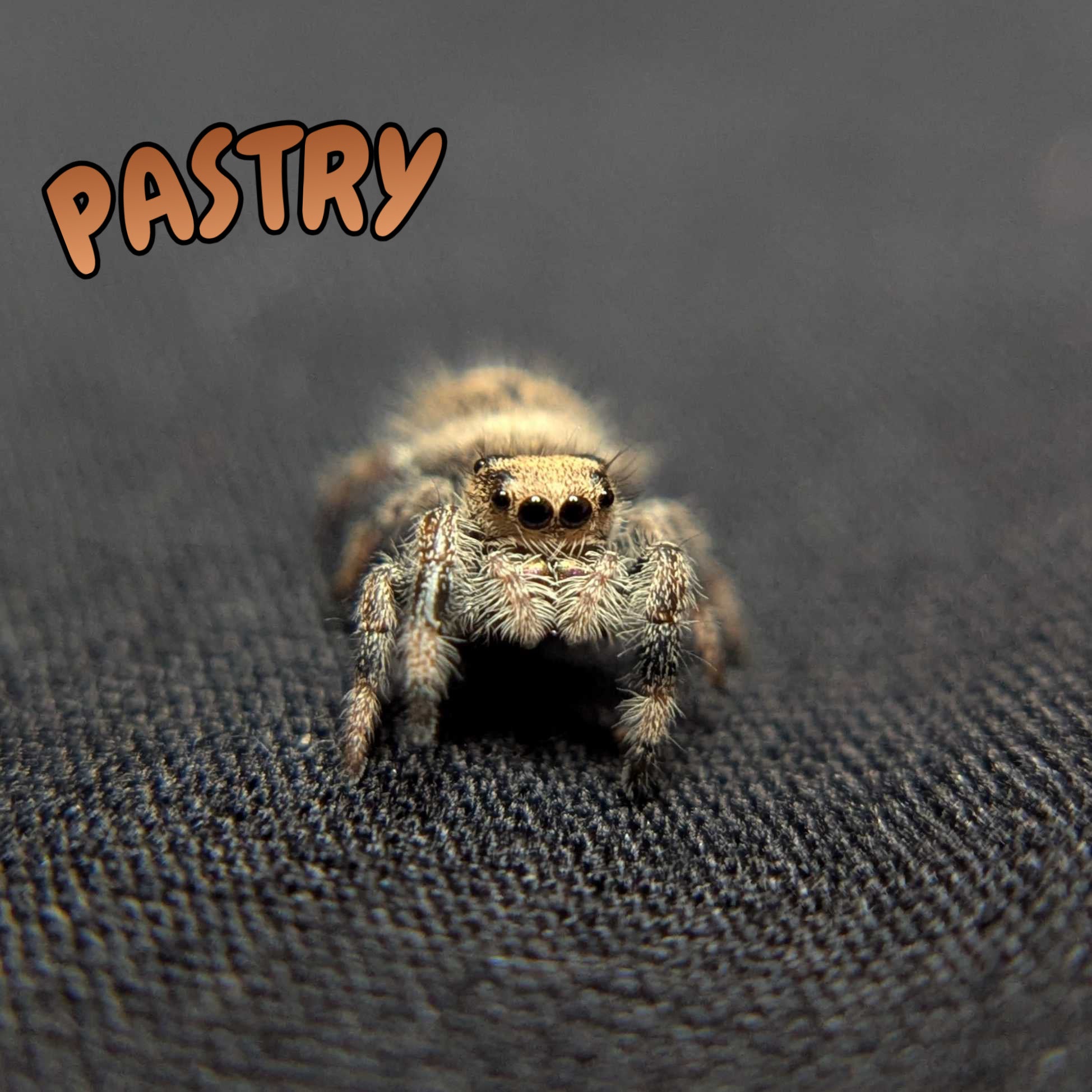 Regal Jumping Spider "Pastry"