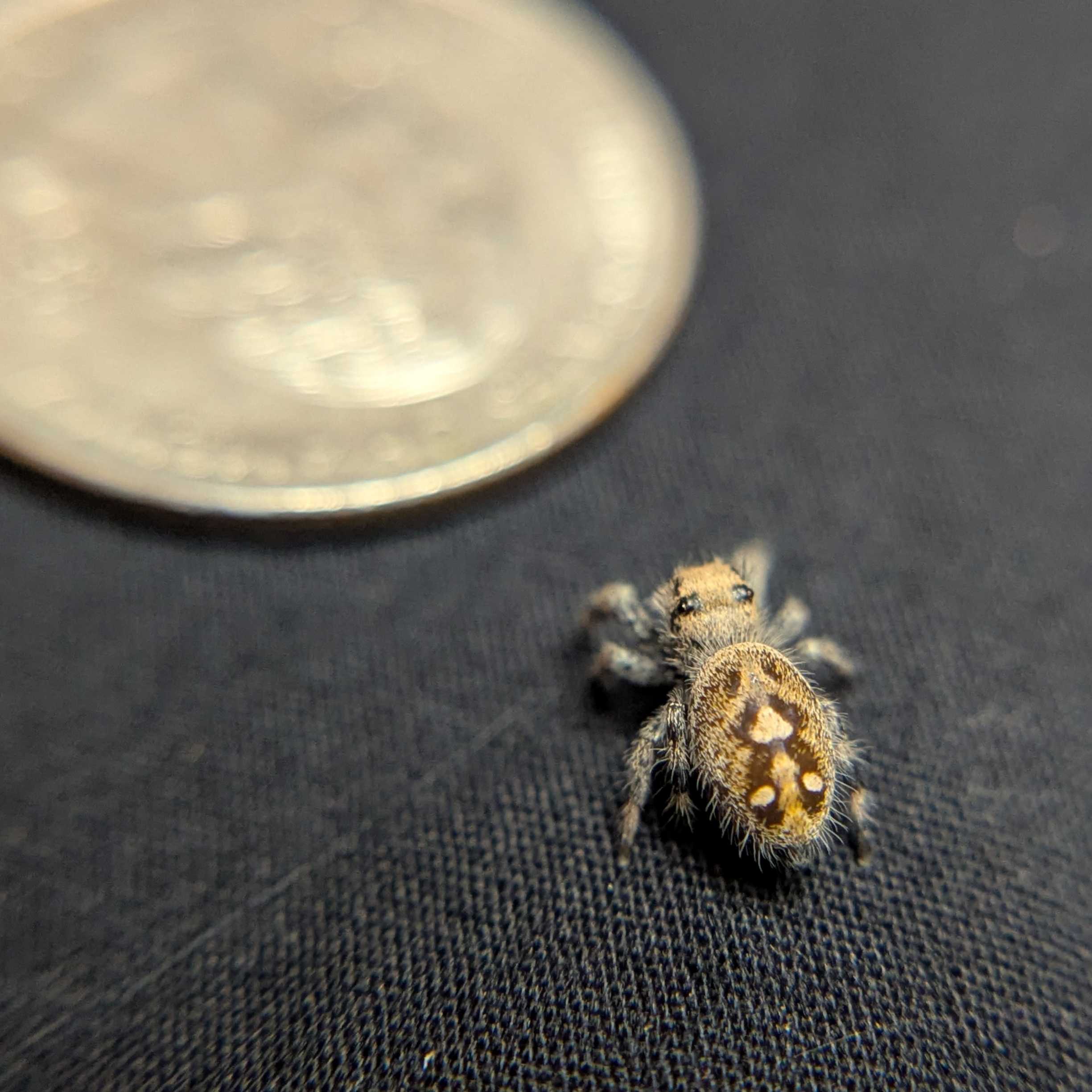 Regal Jumping Spider "Cinnasnug"