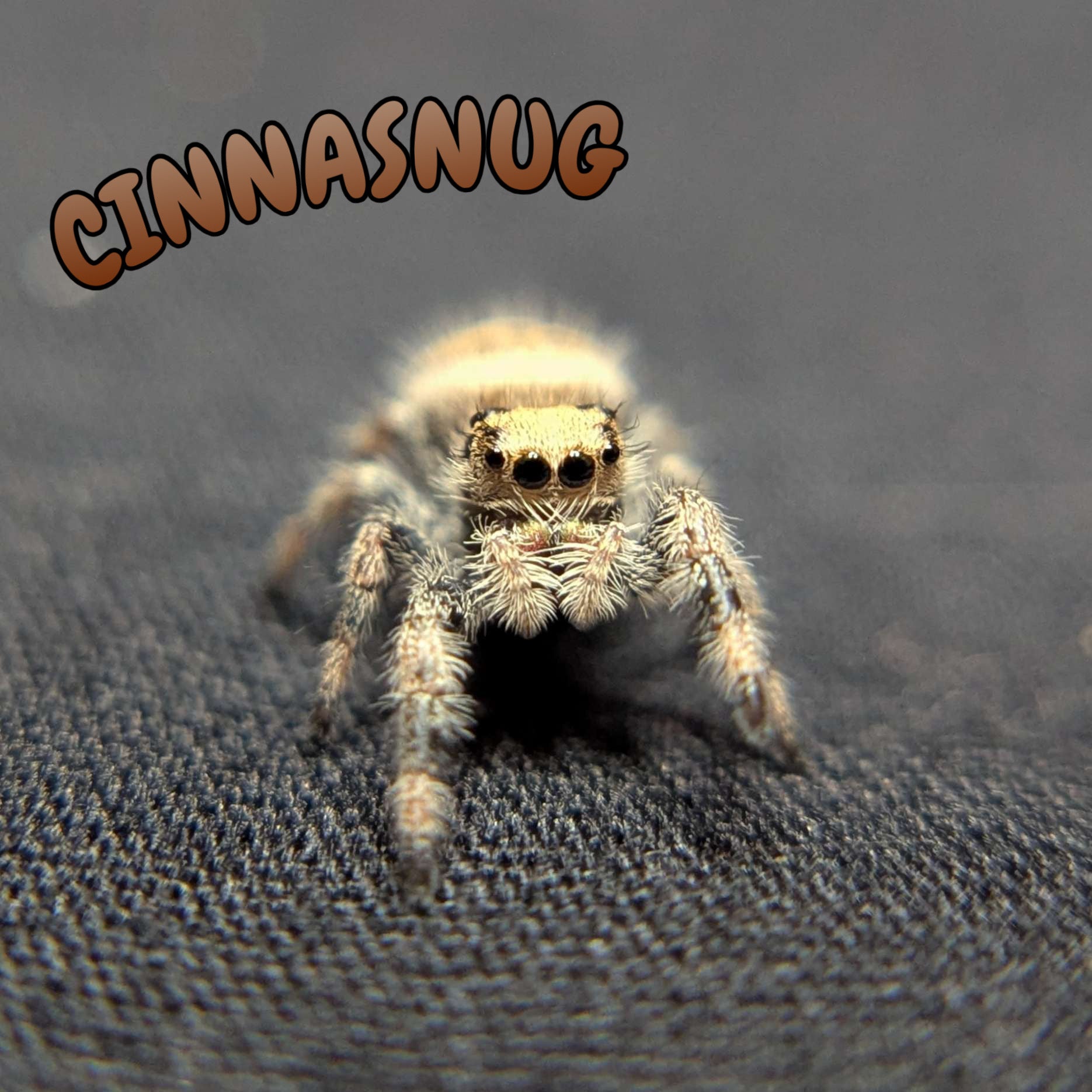 Regal Jumping Spider "Cinnasnug"
