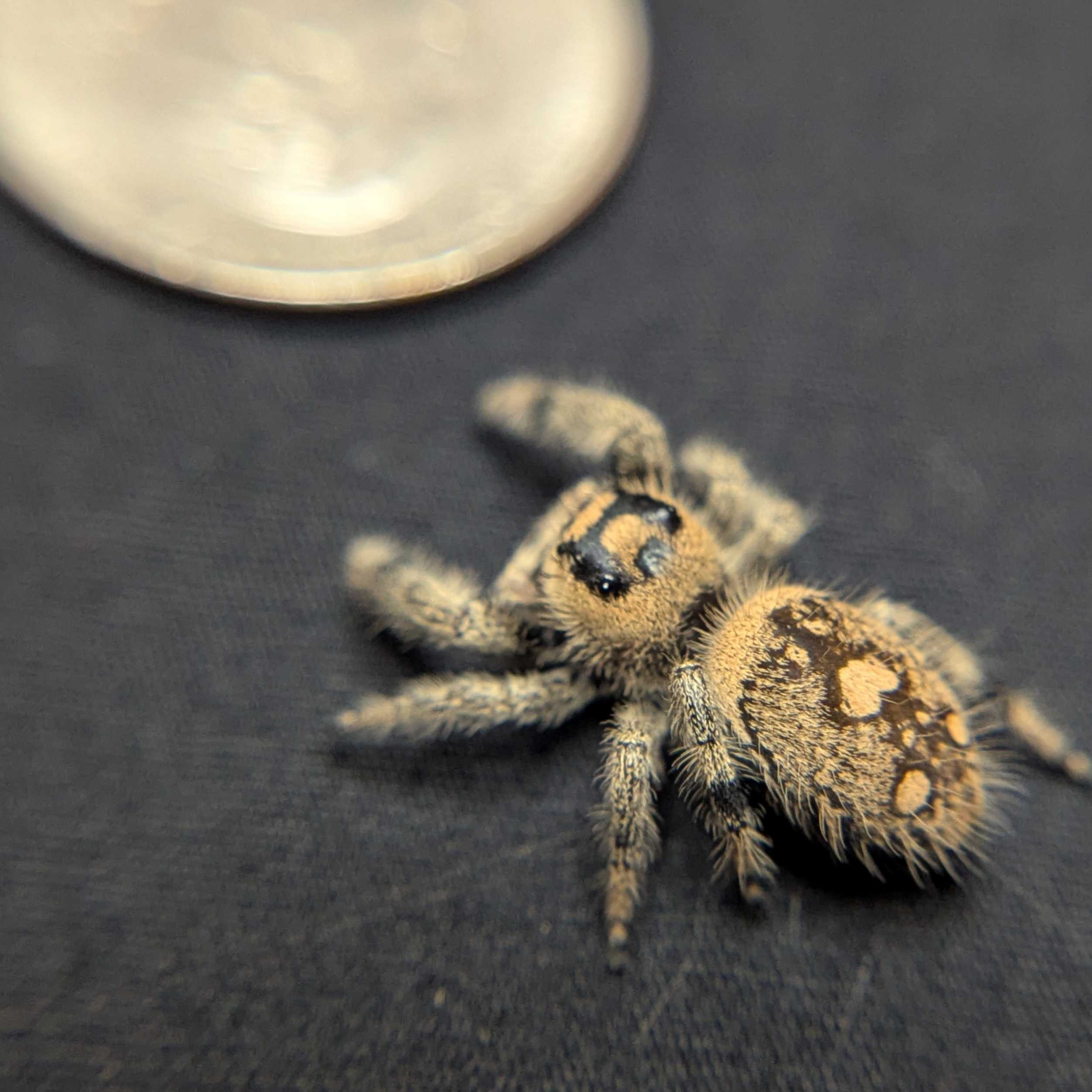 Regal Jumping Spider "Goldie"