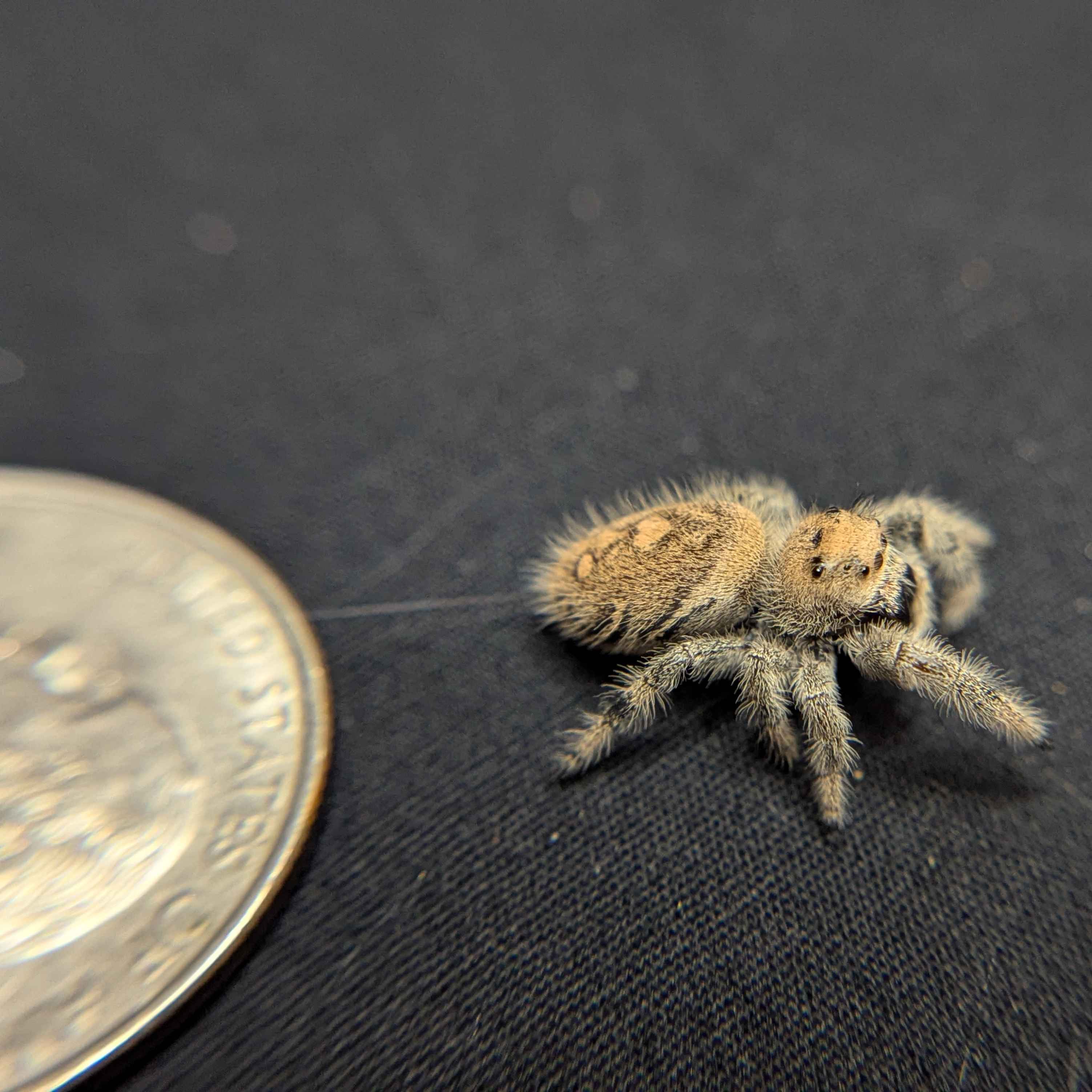 Regal Jumping Spider "Limeade"