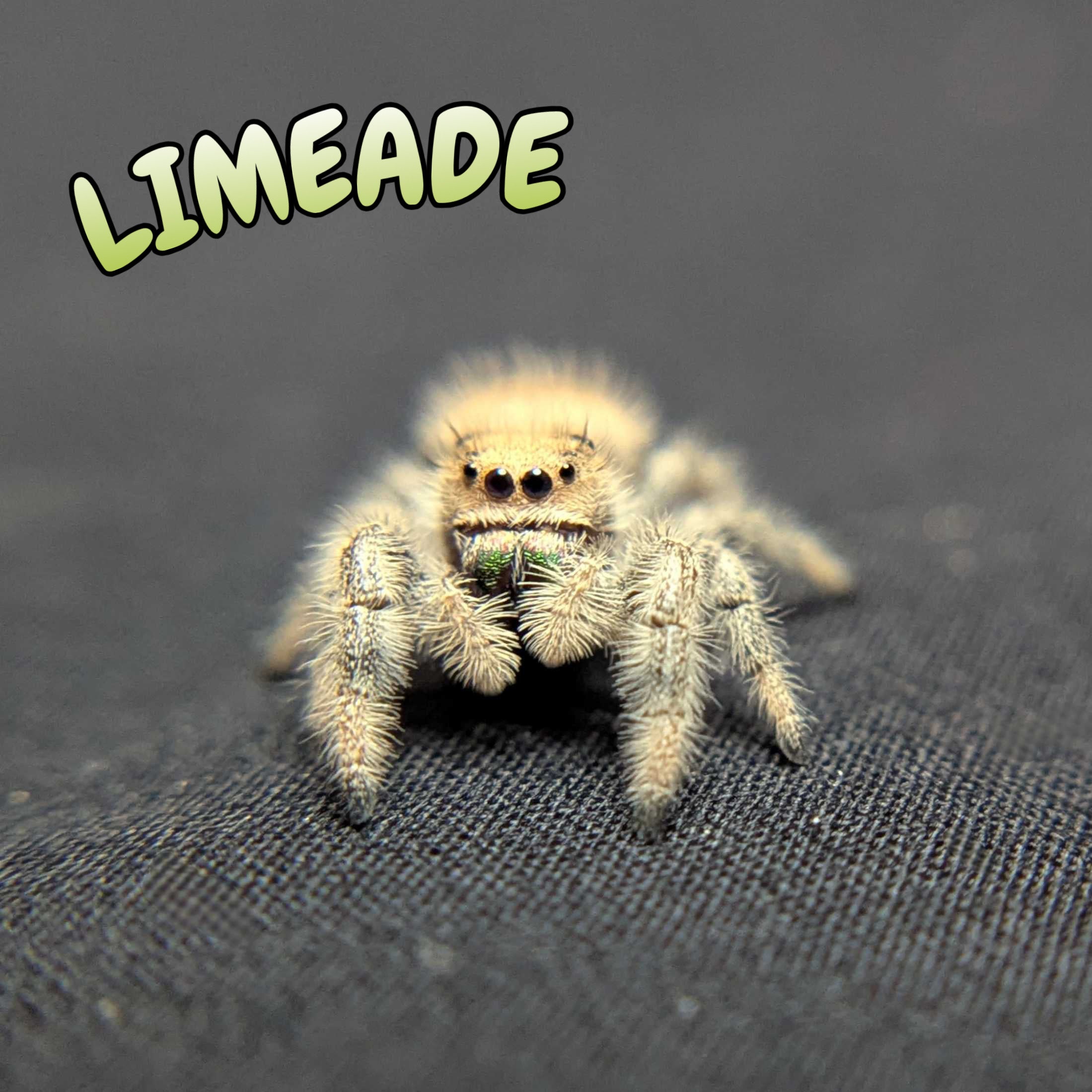 Regal Jumping Spider "Limeade"