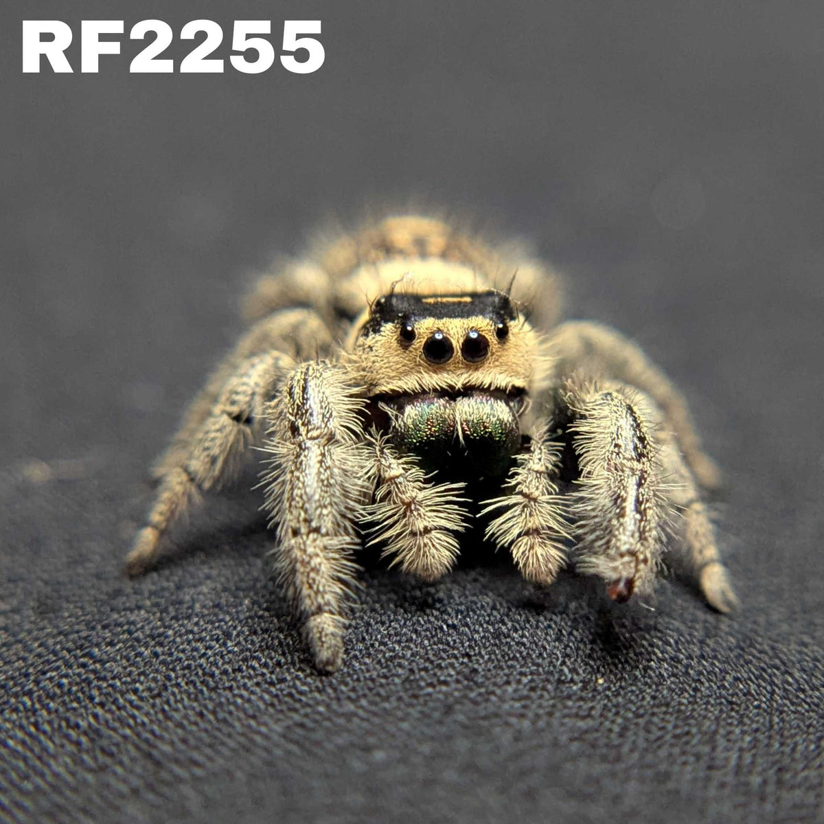 Regal Jumping Spider "Venom"