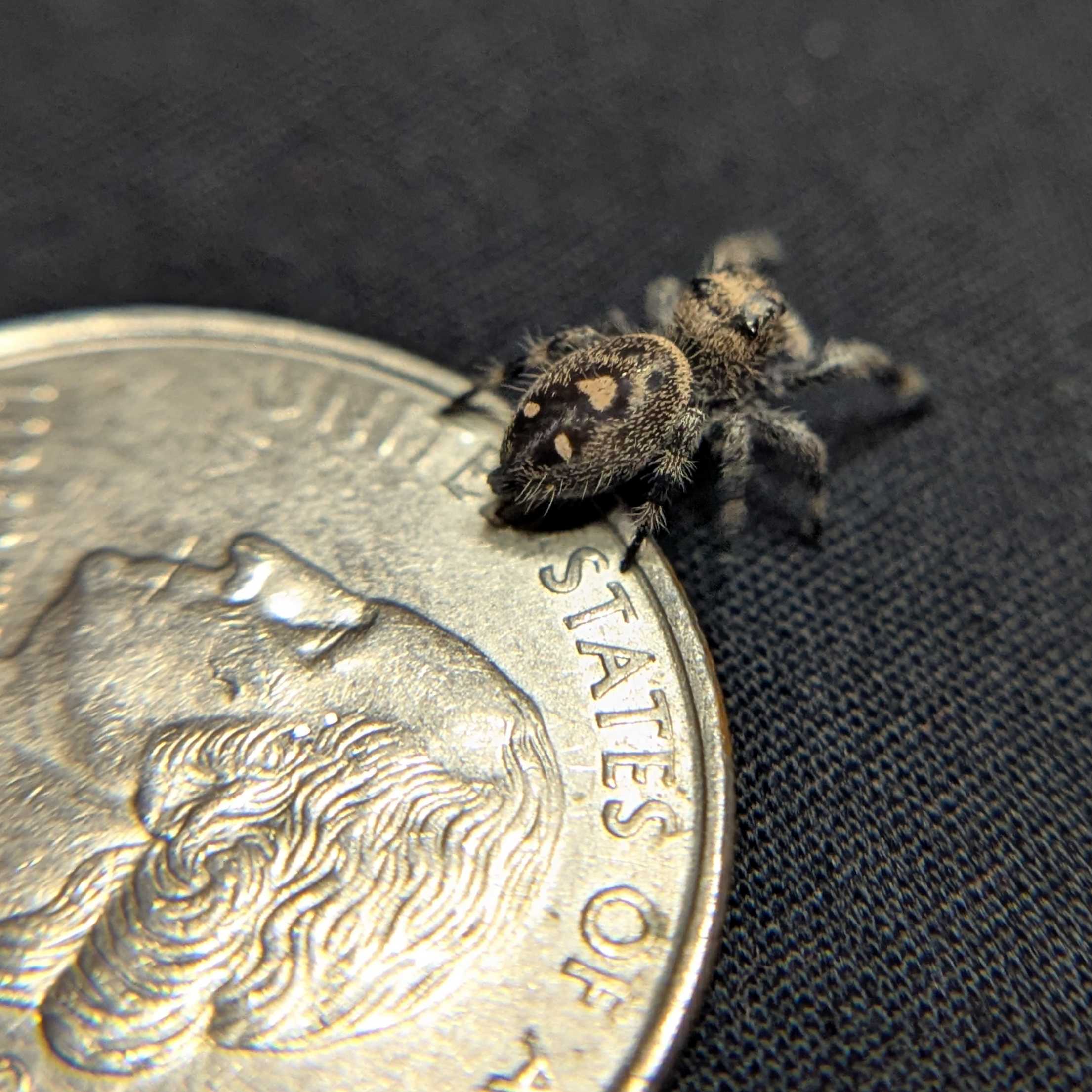 Regal Jumping Spider "Bean"