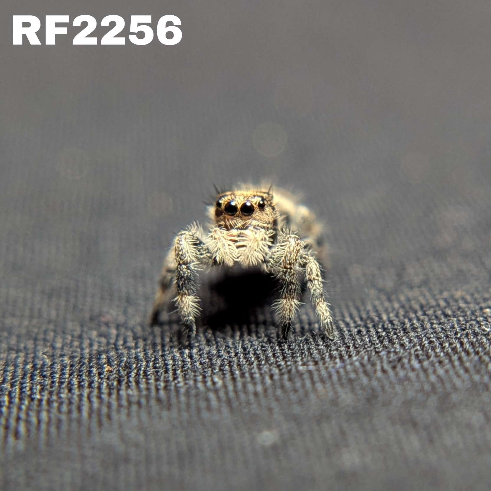 Regal Jumping Spider "Bean"