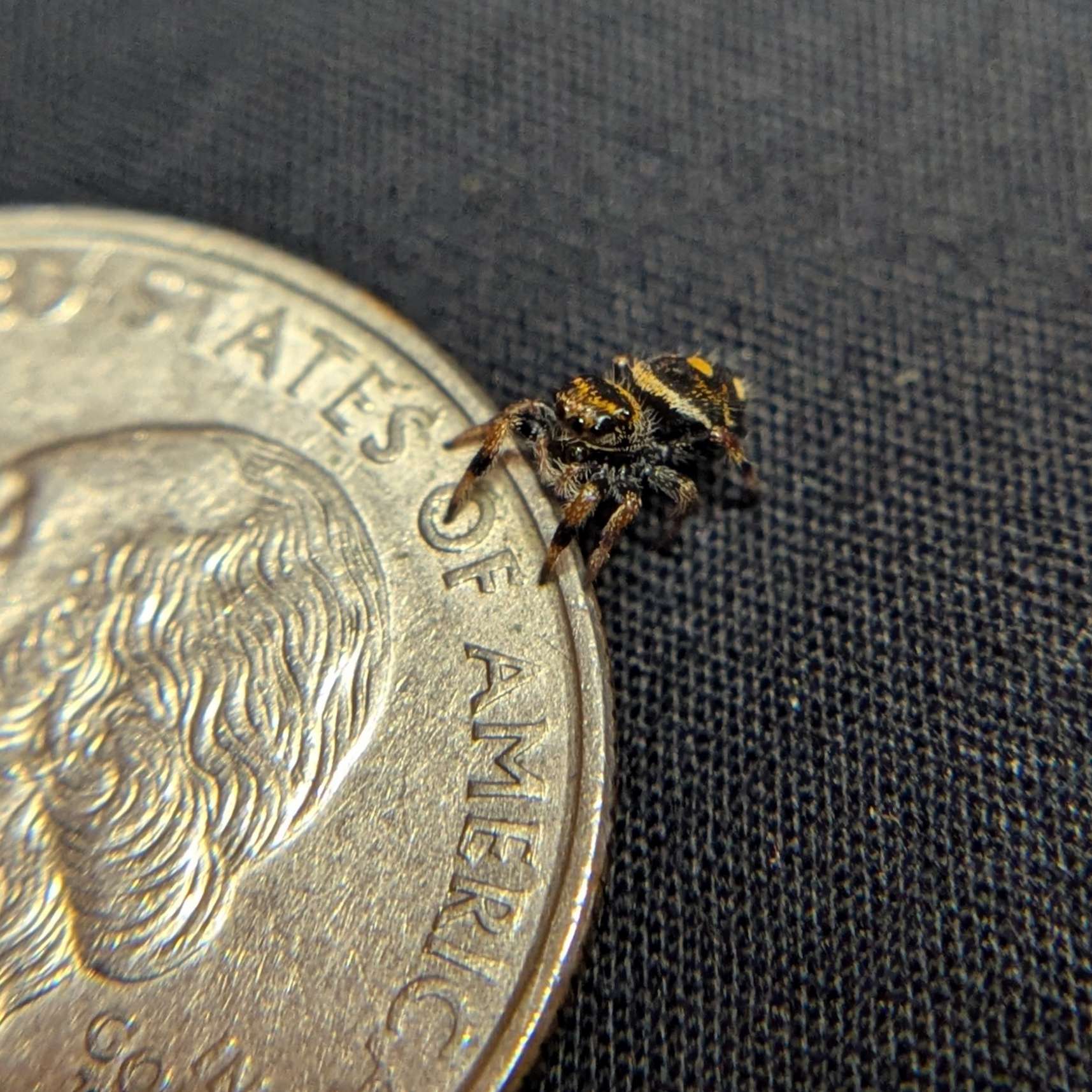 Regal Jumping Spider "Smokey"