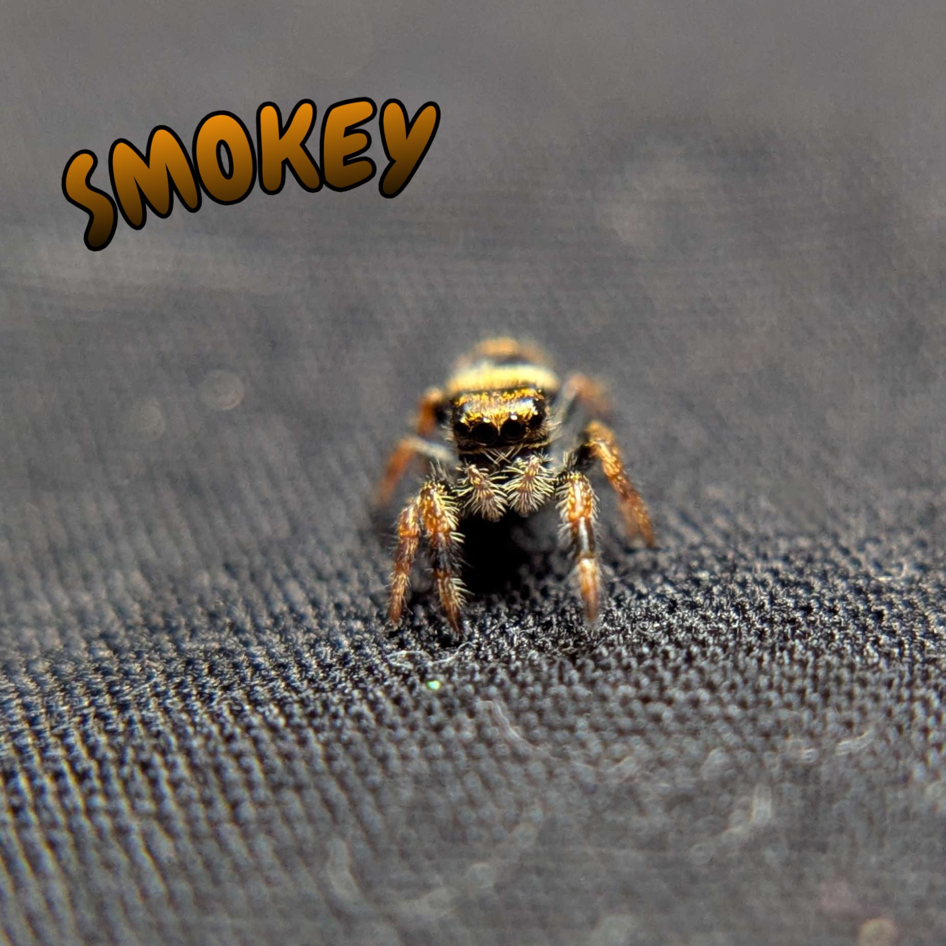Regal Jumping Spider "Smokey"