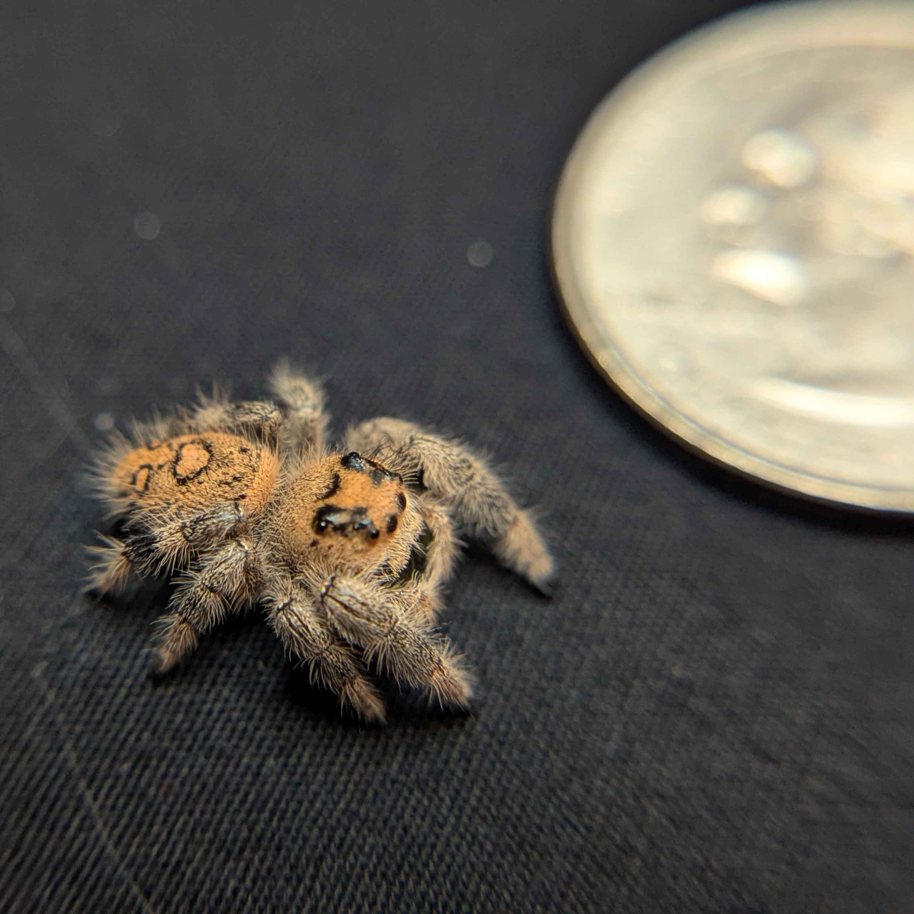 Regal Jumping Spider "BlackBerry"