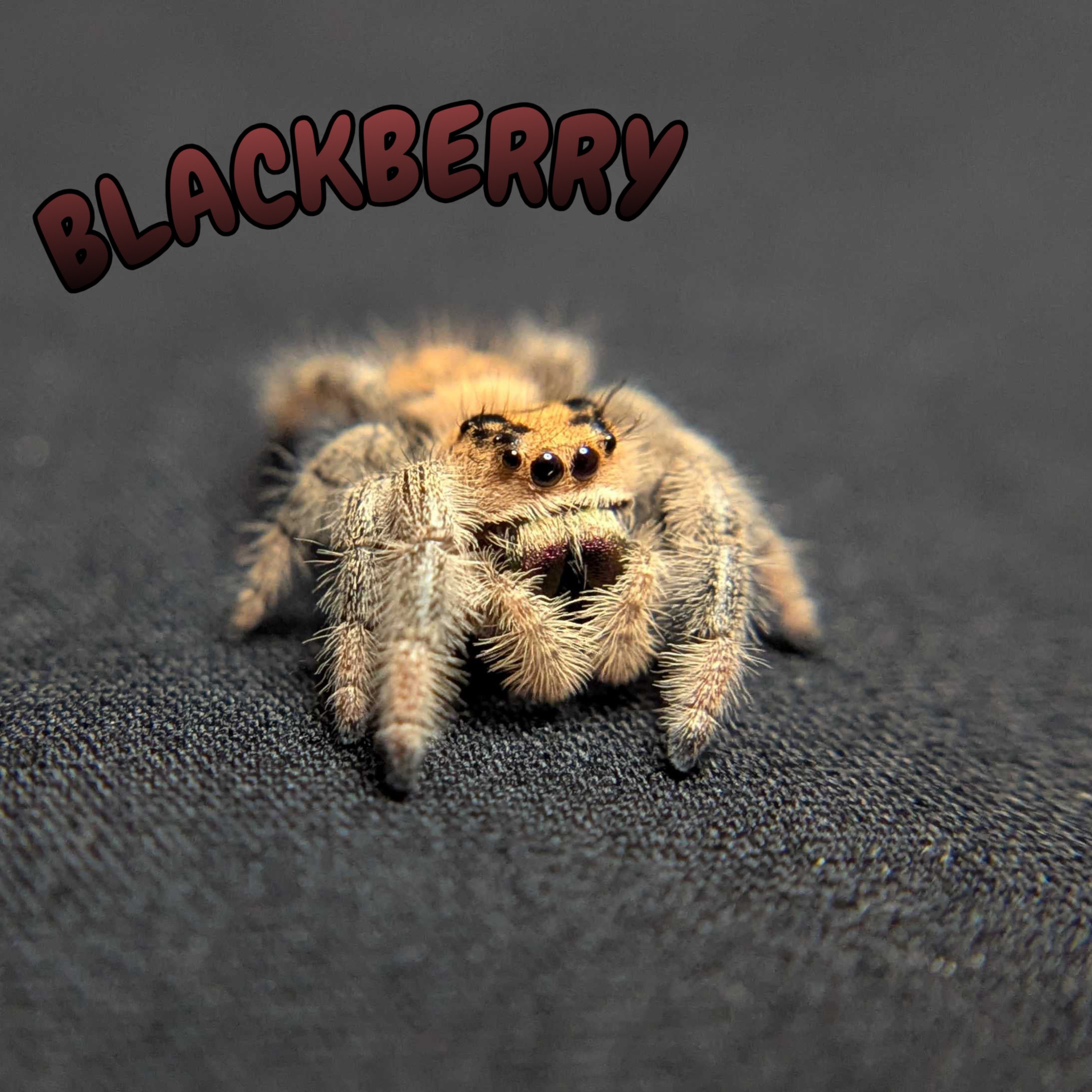 Regal Jumping Spider "BlackBerry"