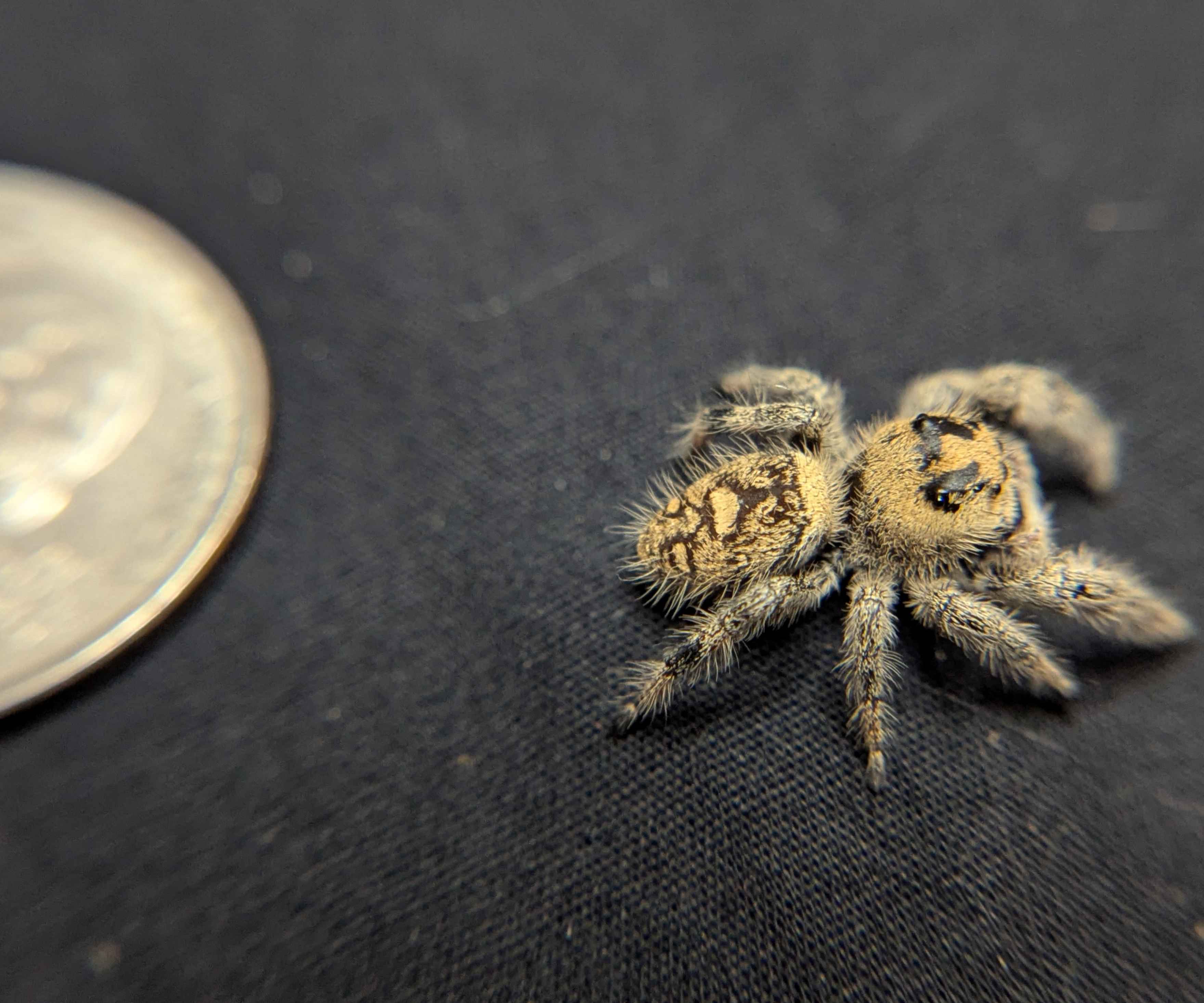 Regal Jumping Spider "Shadow"